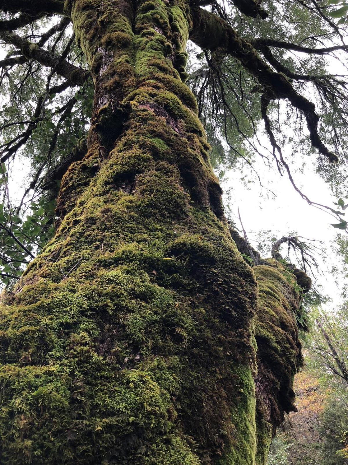 El Rincon de la Olguita