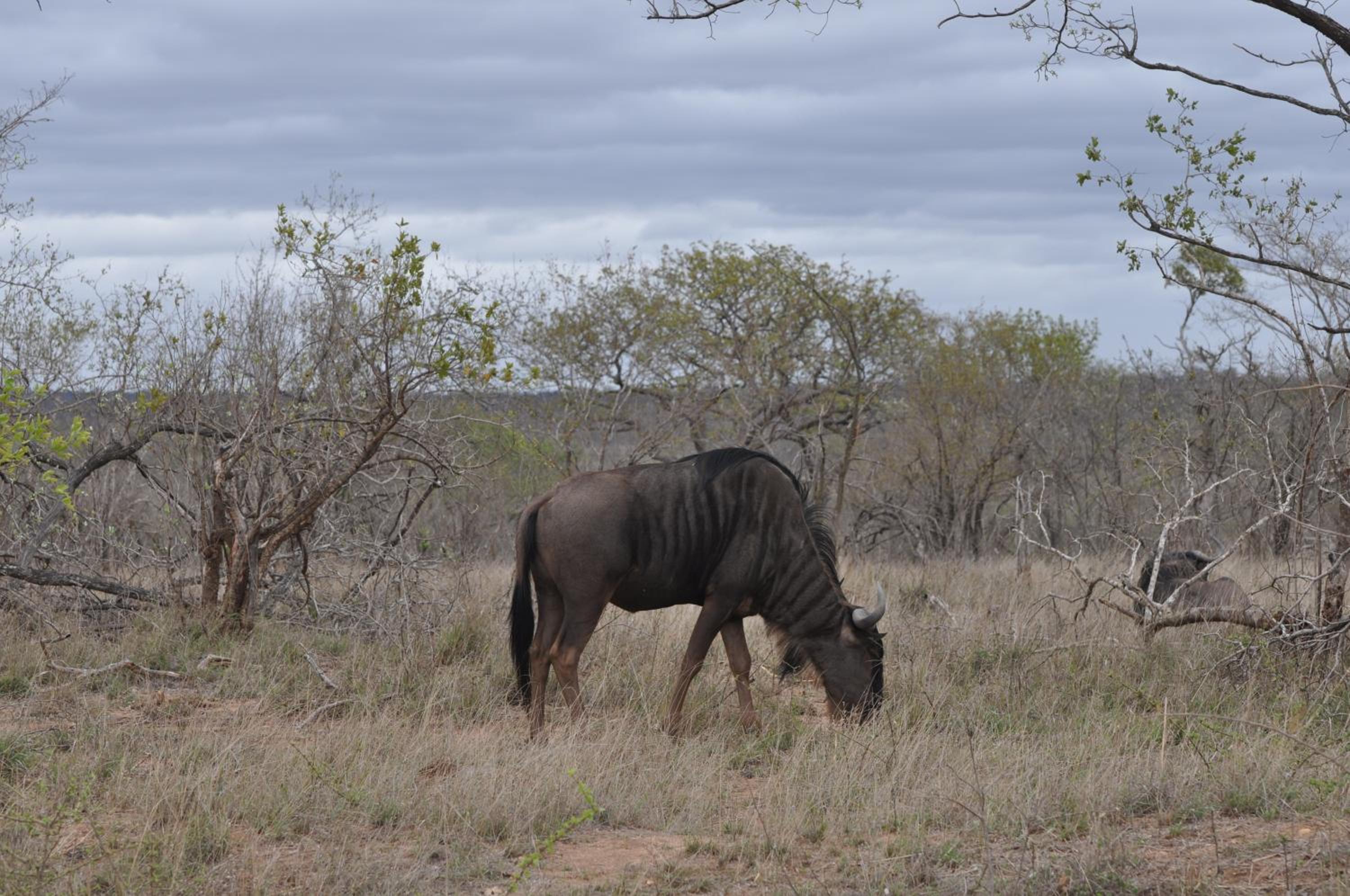 Hazyview Buffalo Game Lodge view 3
