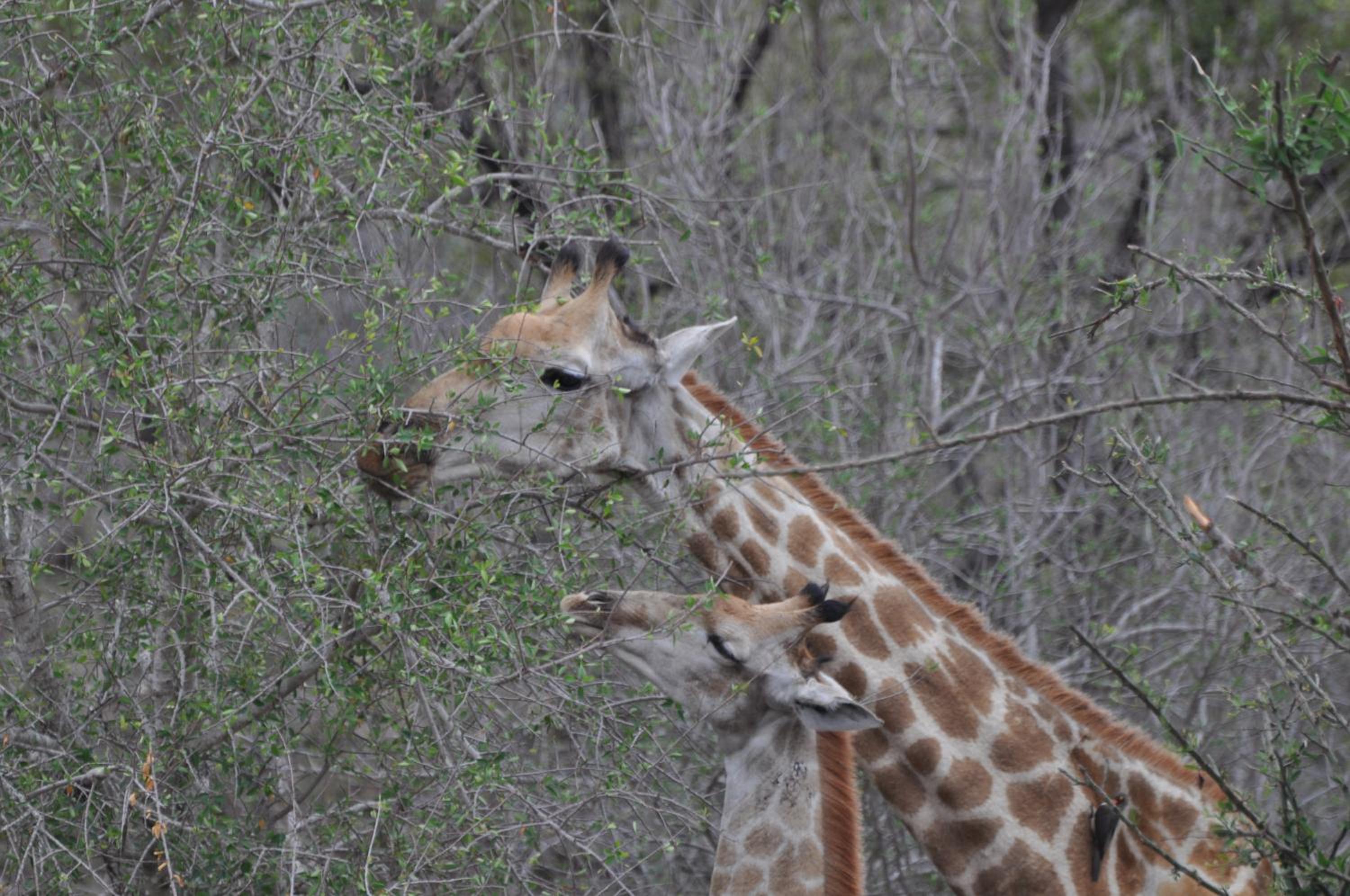 Hazyview Buffalo Game Lodge view 4