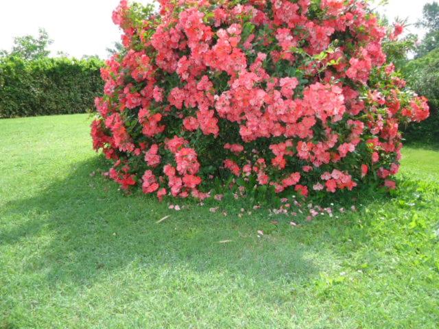 Photo 38