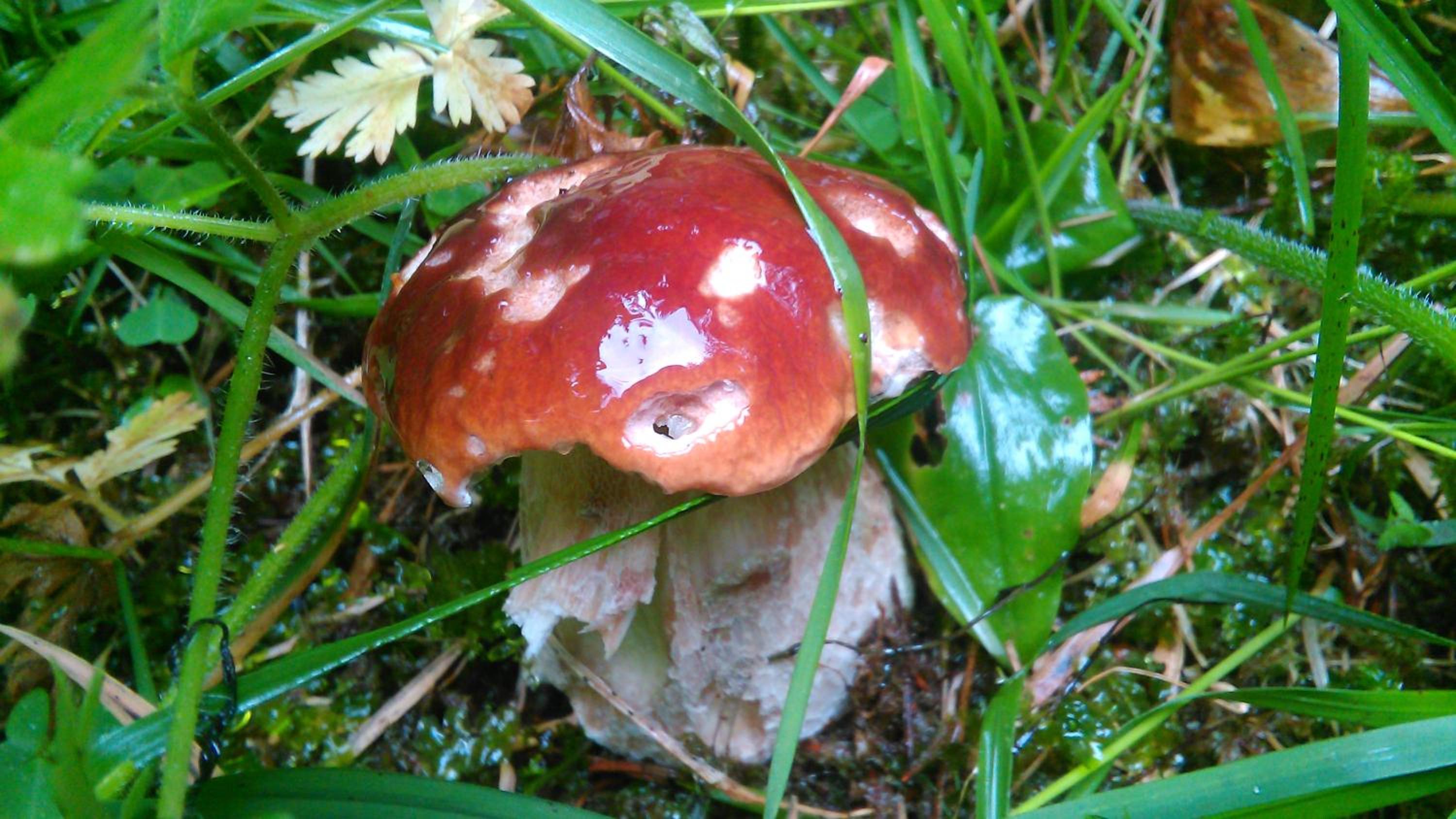 Photo 41