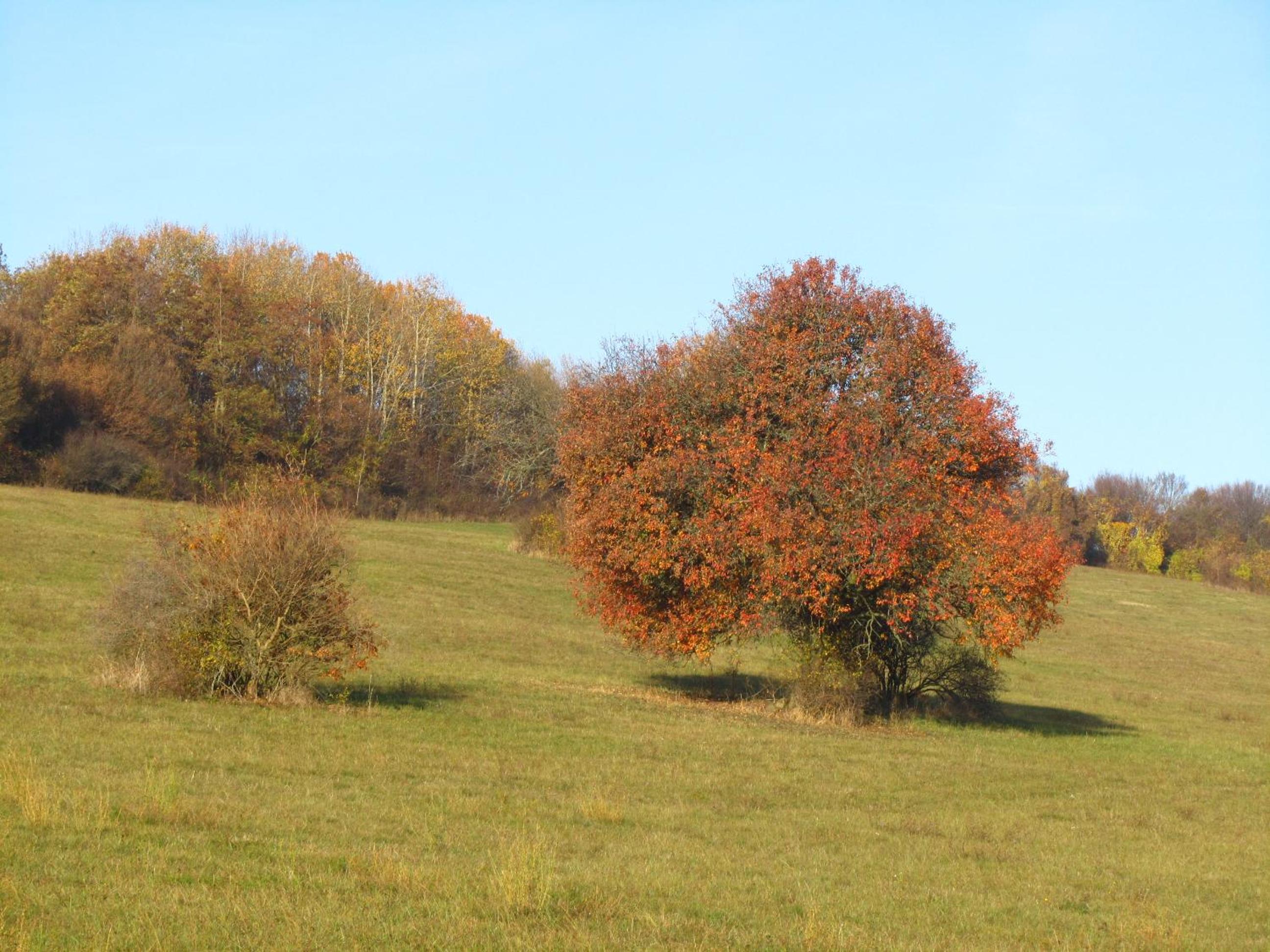 Photo 44