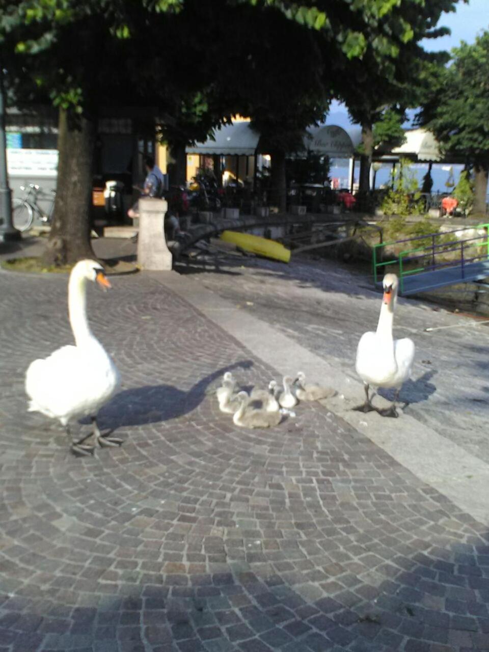 Photo 44