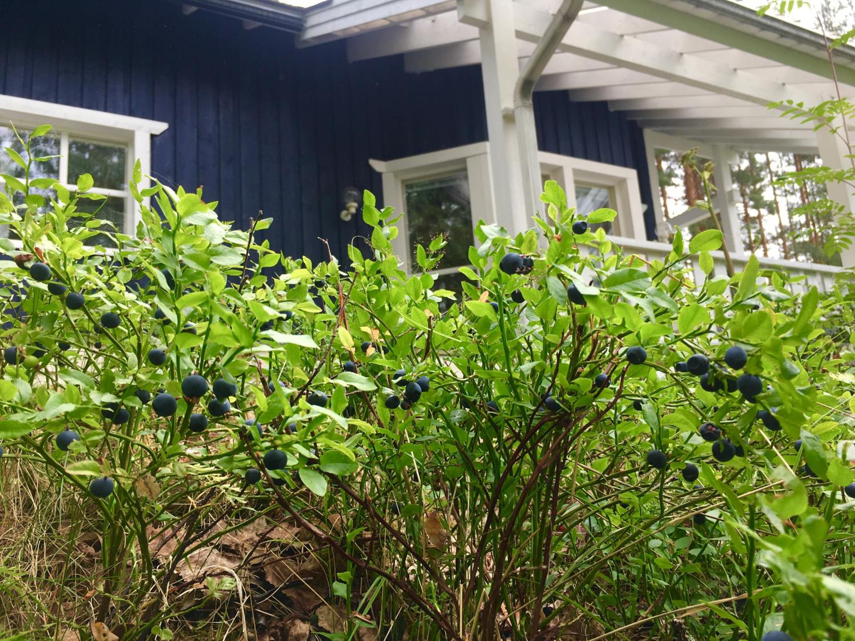 Blueberry Villa at Saimaa Lakeside