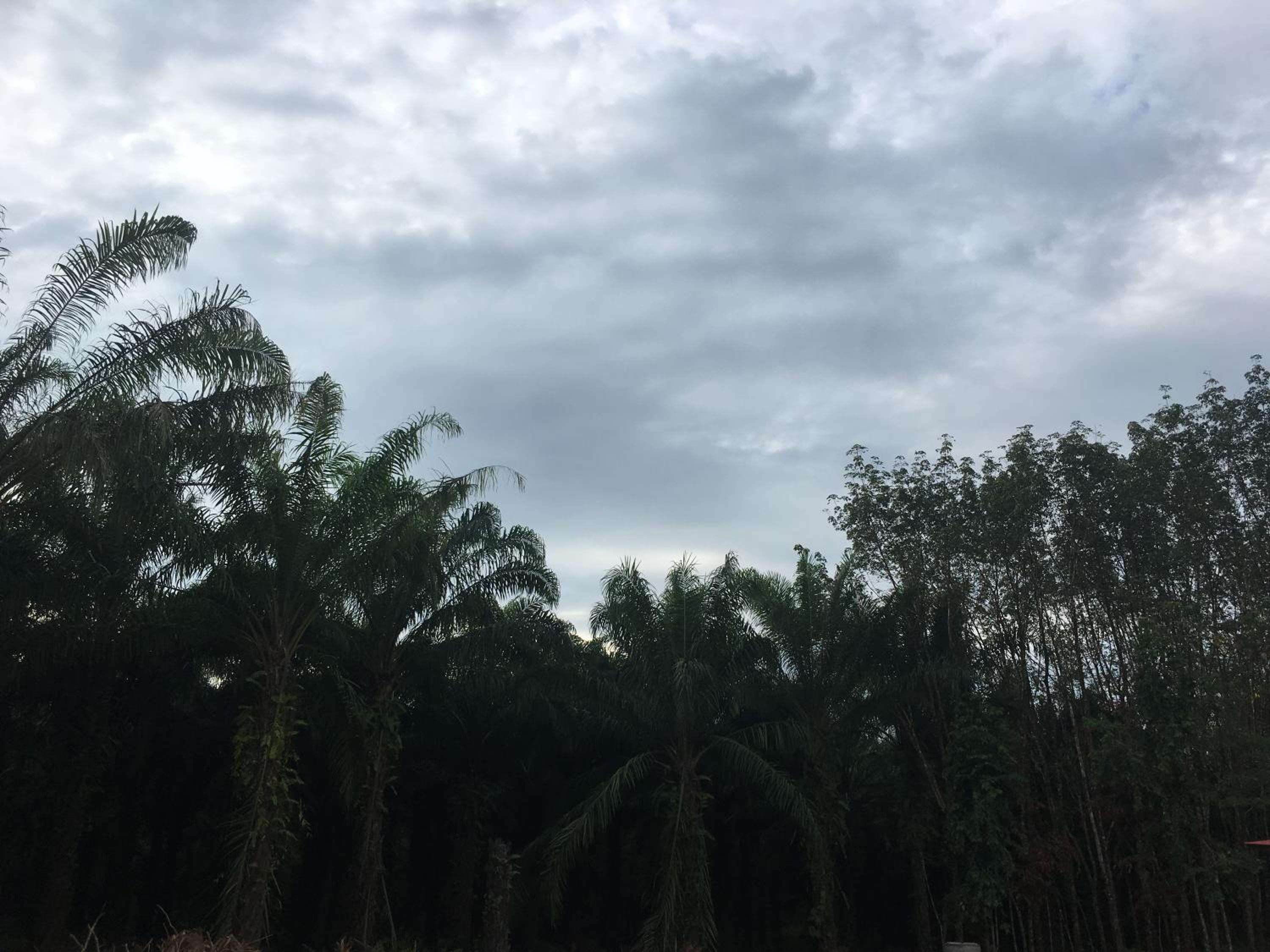 Khao Sok Evergreen House