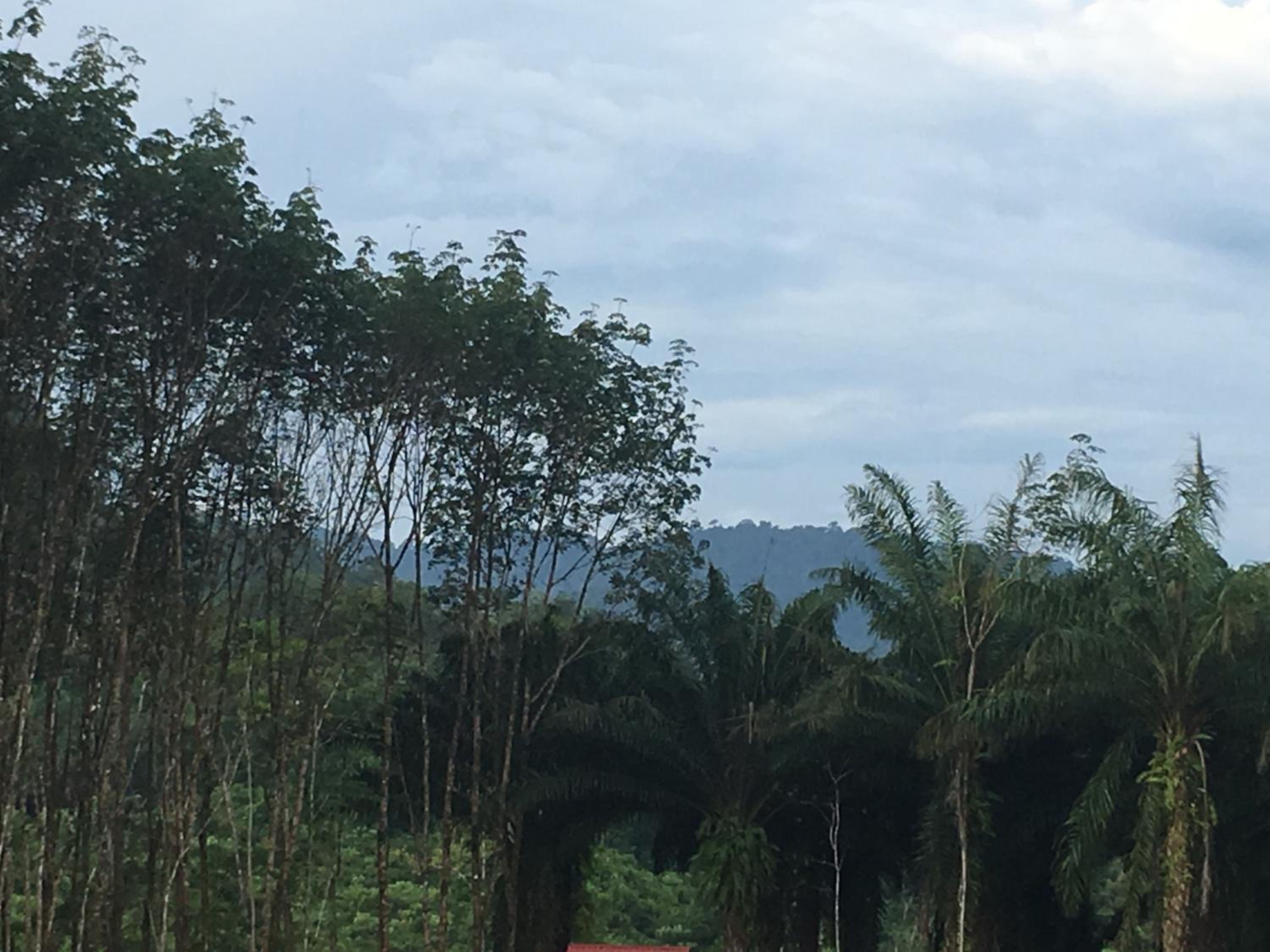 Khao Sok Evergreen House