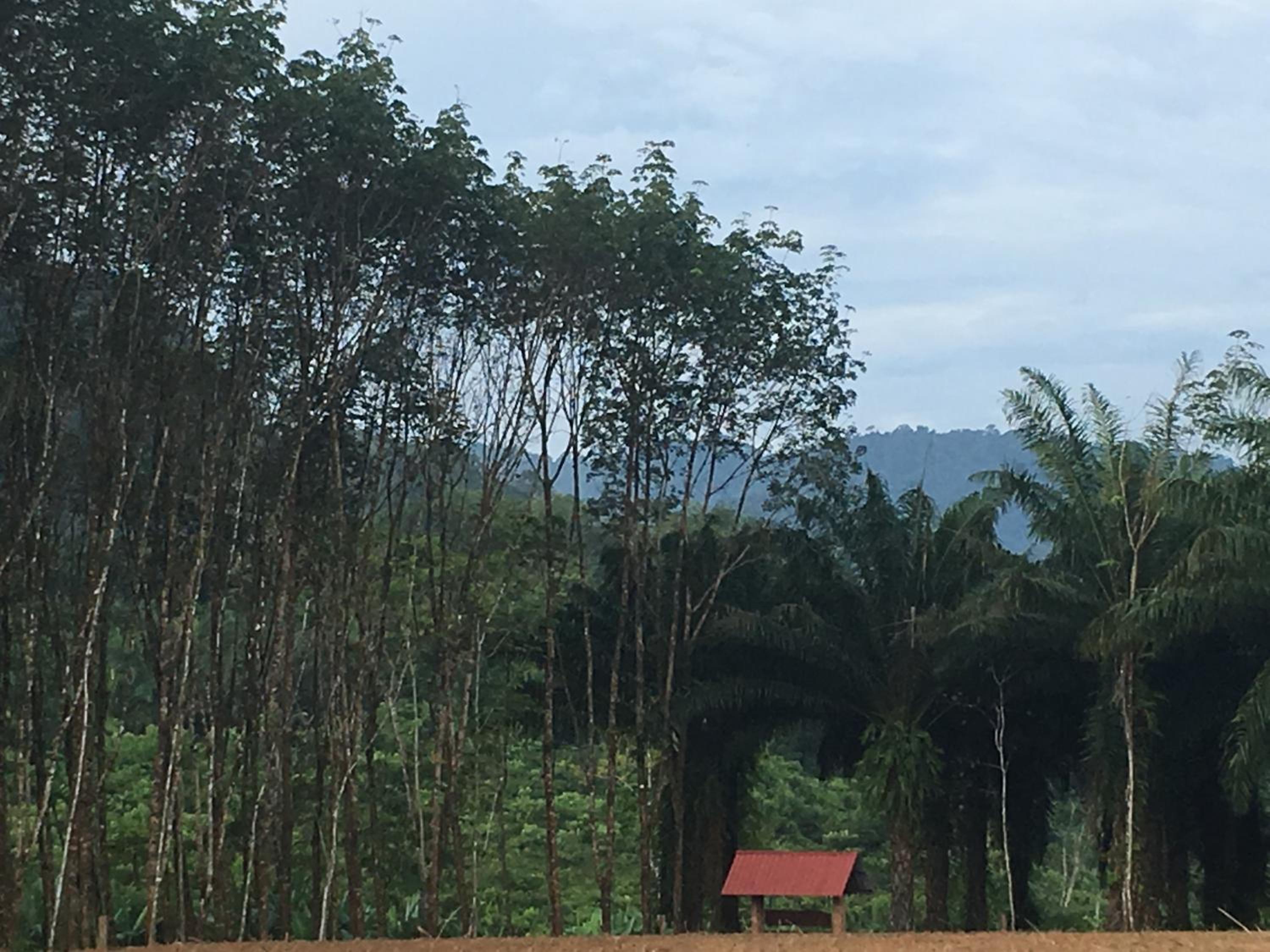 Khao Sok Evergreen House