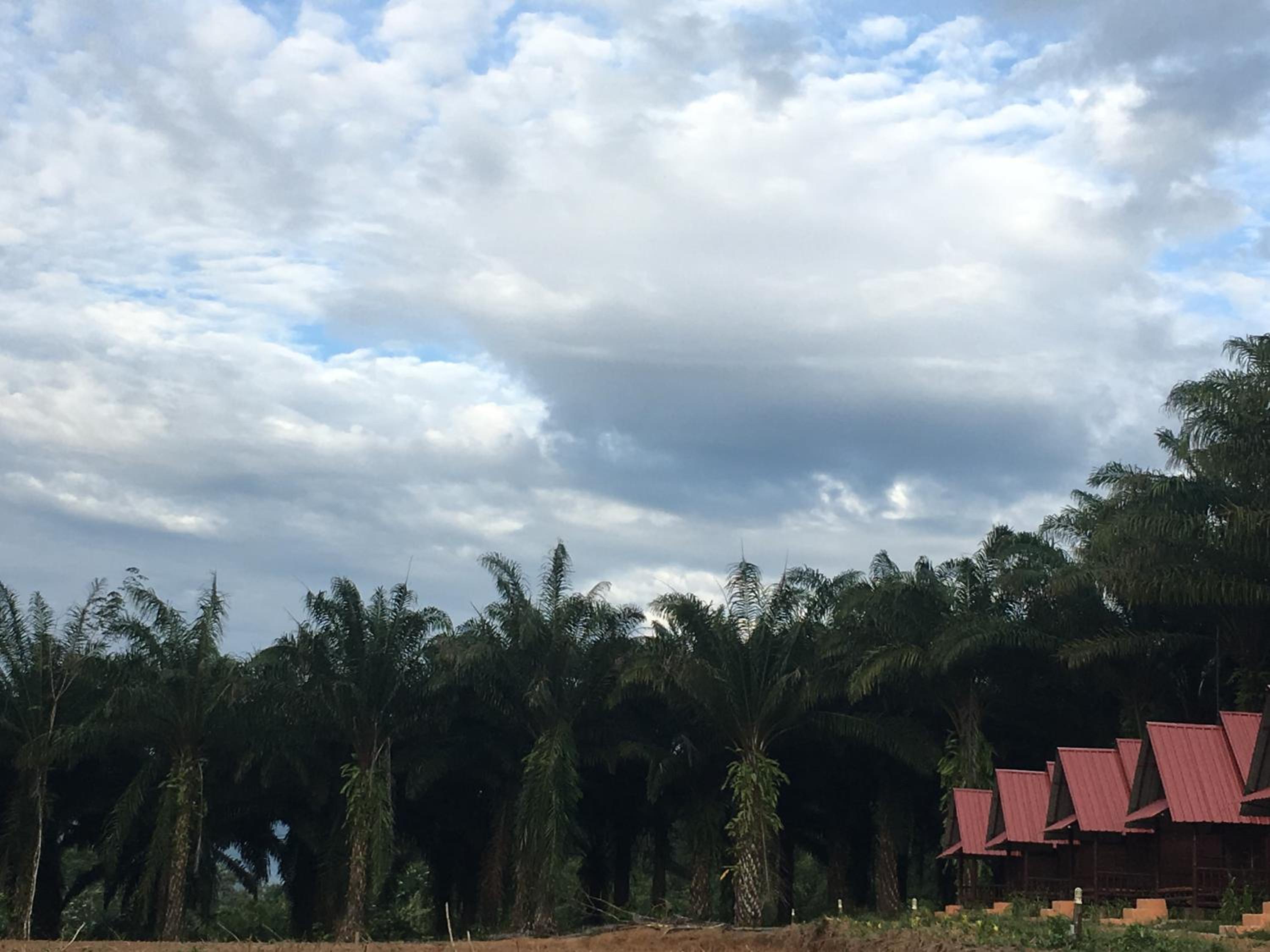 Khao Sok Evergreen House
