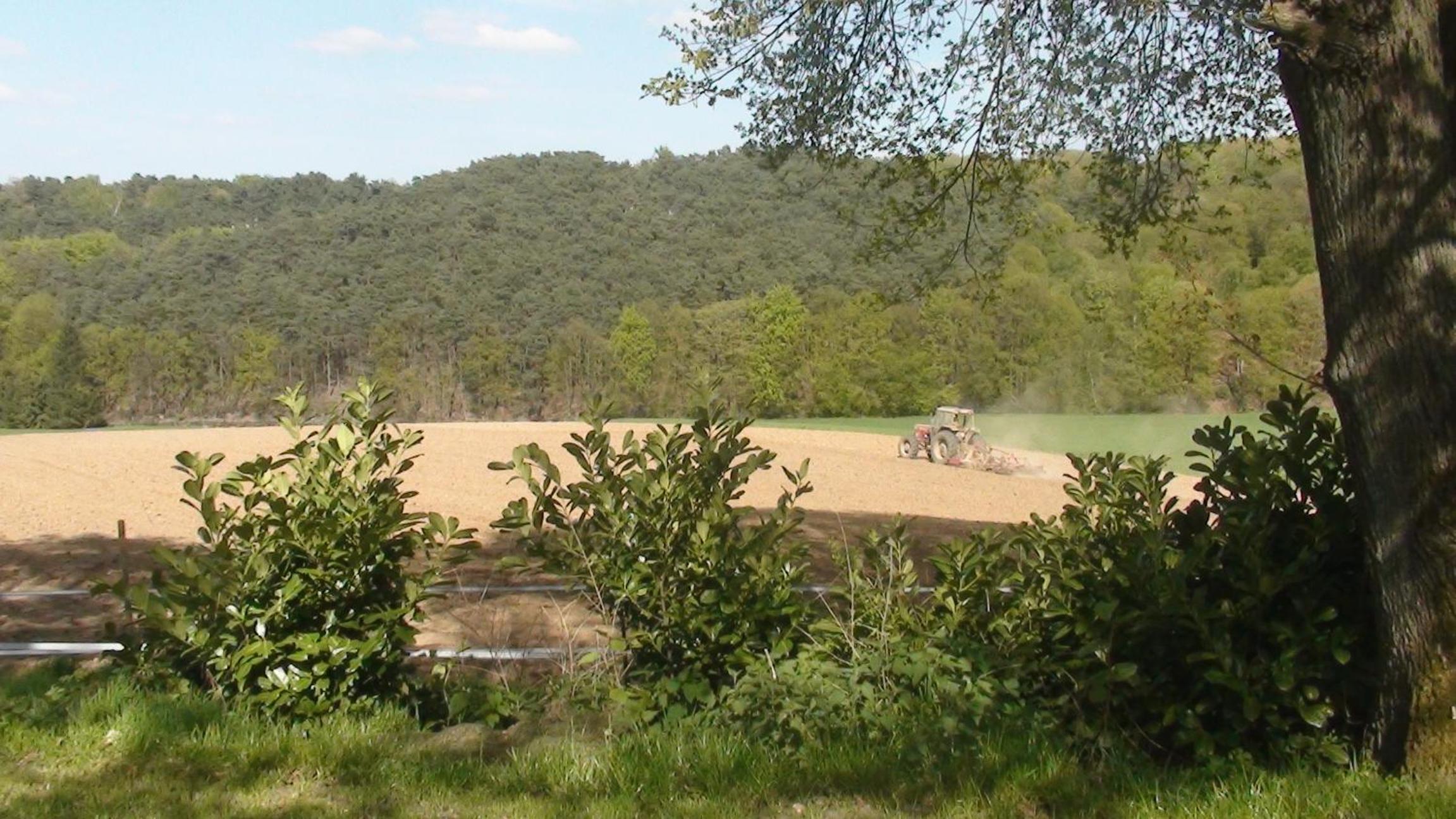 Le Goupil
