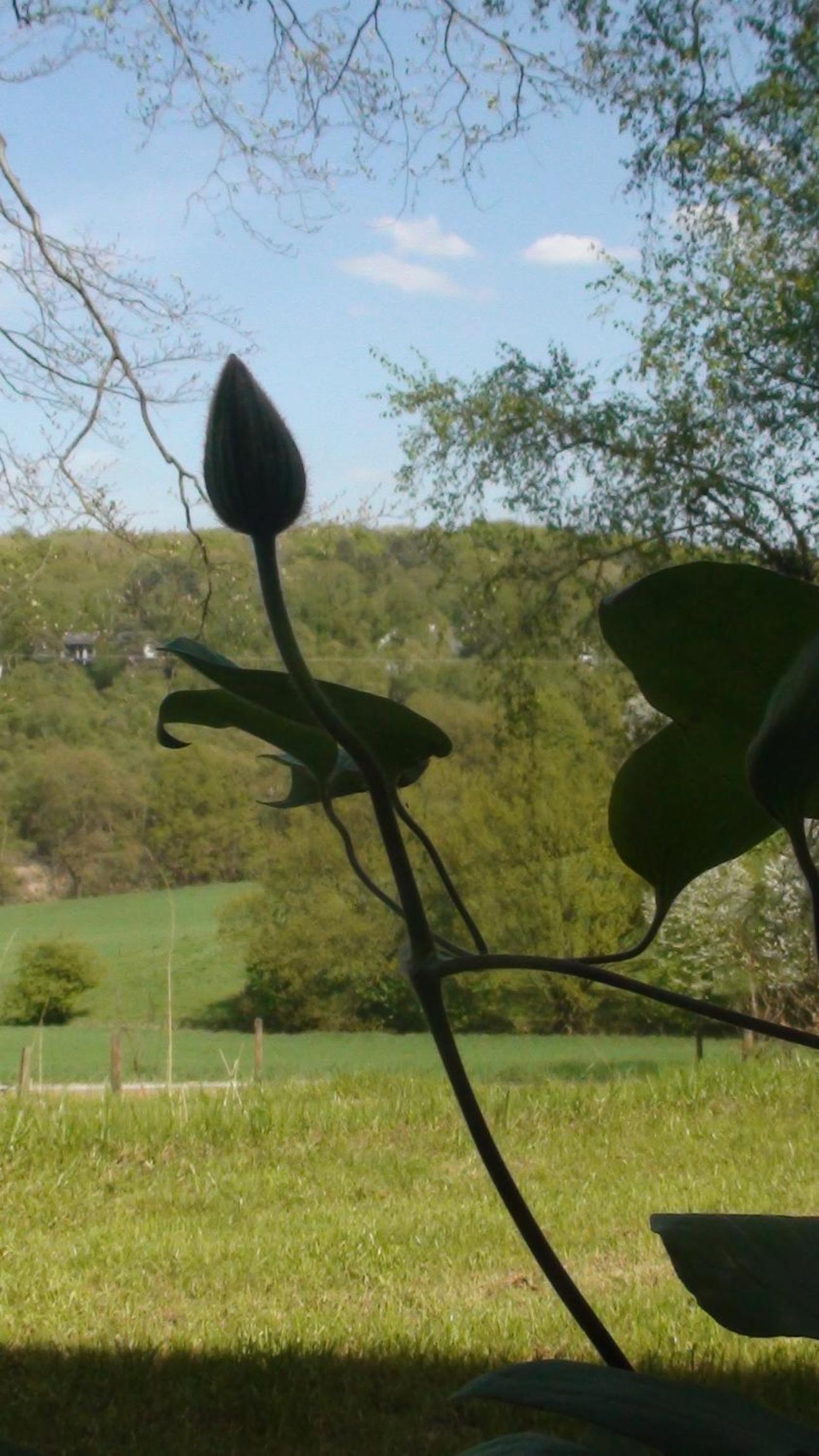 Le Goupil