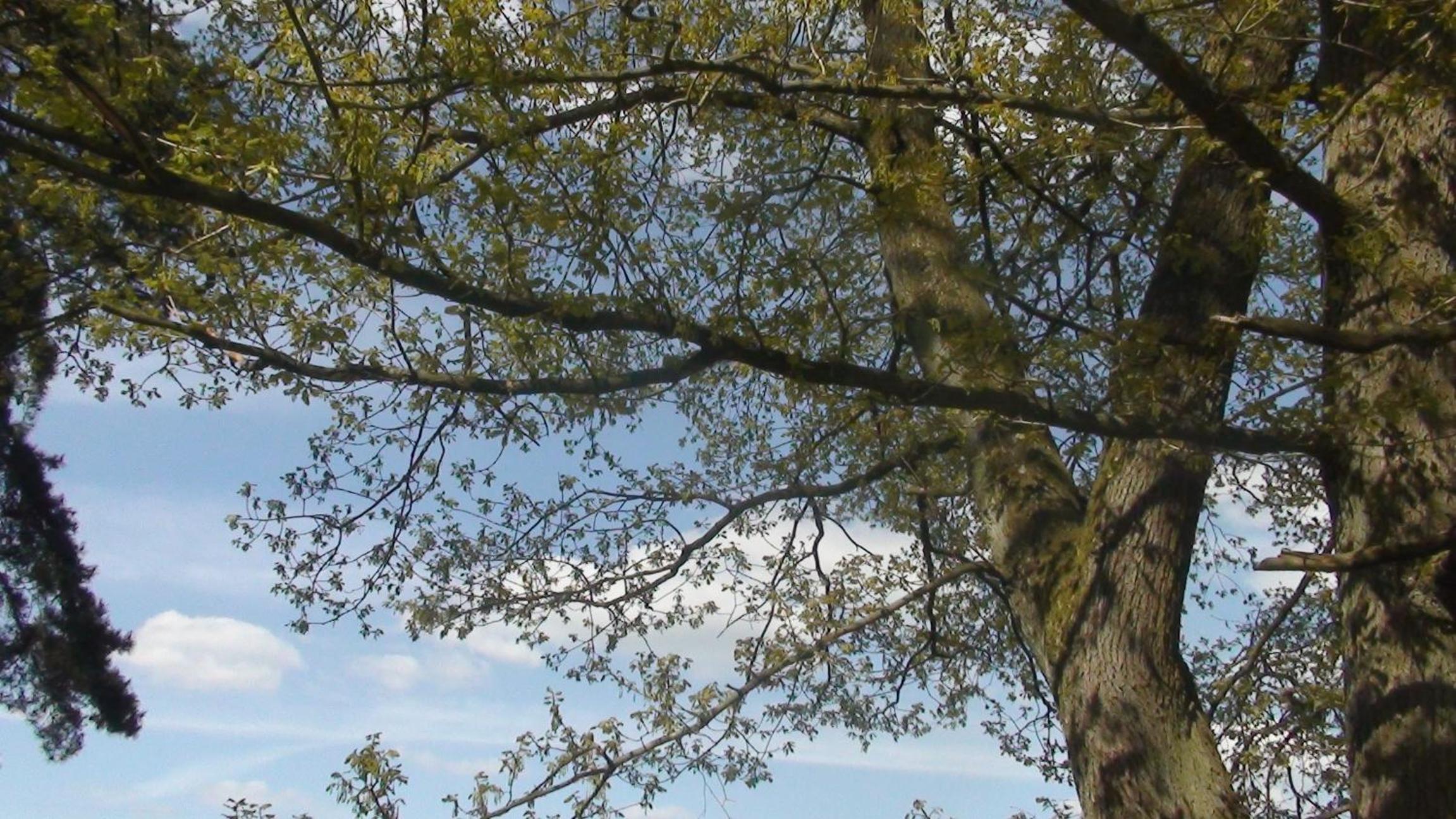 Le Goupil