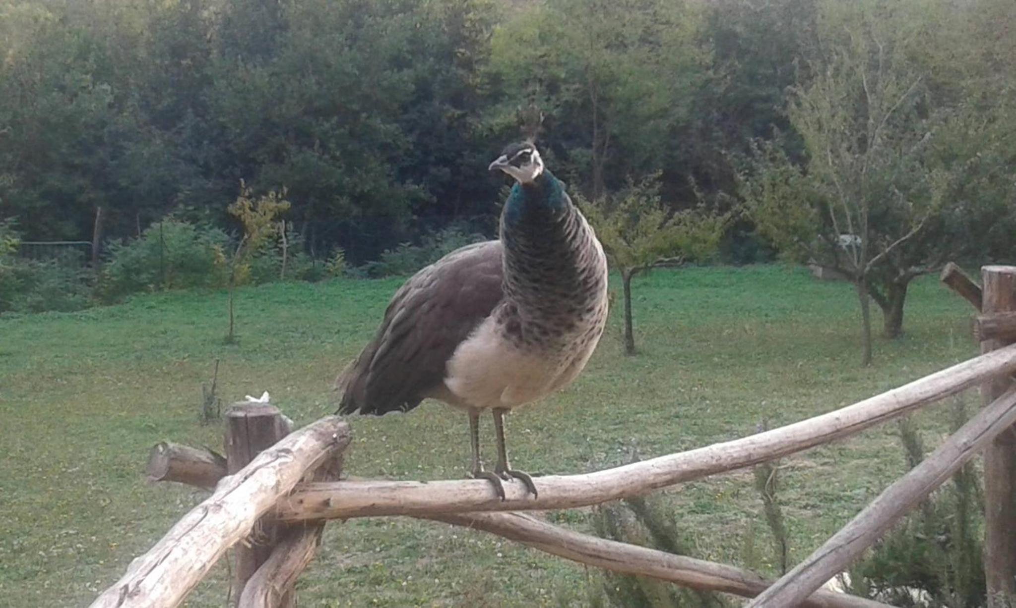 Photo 37