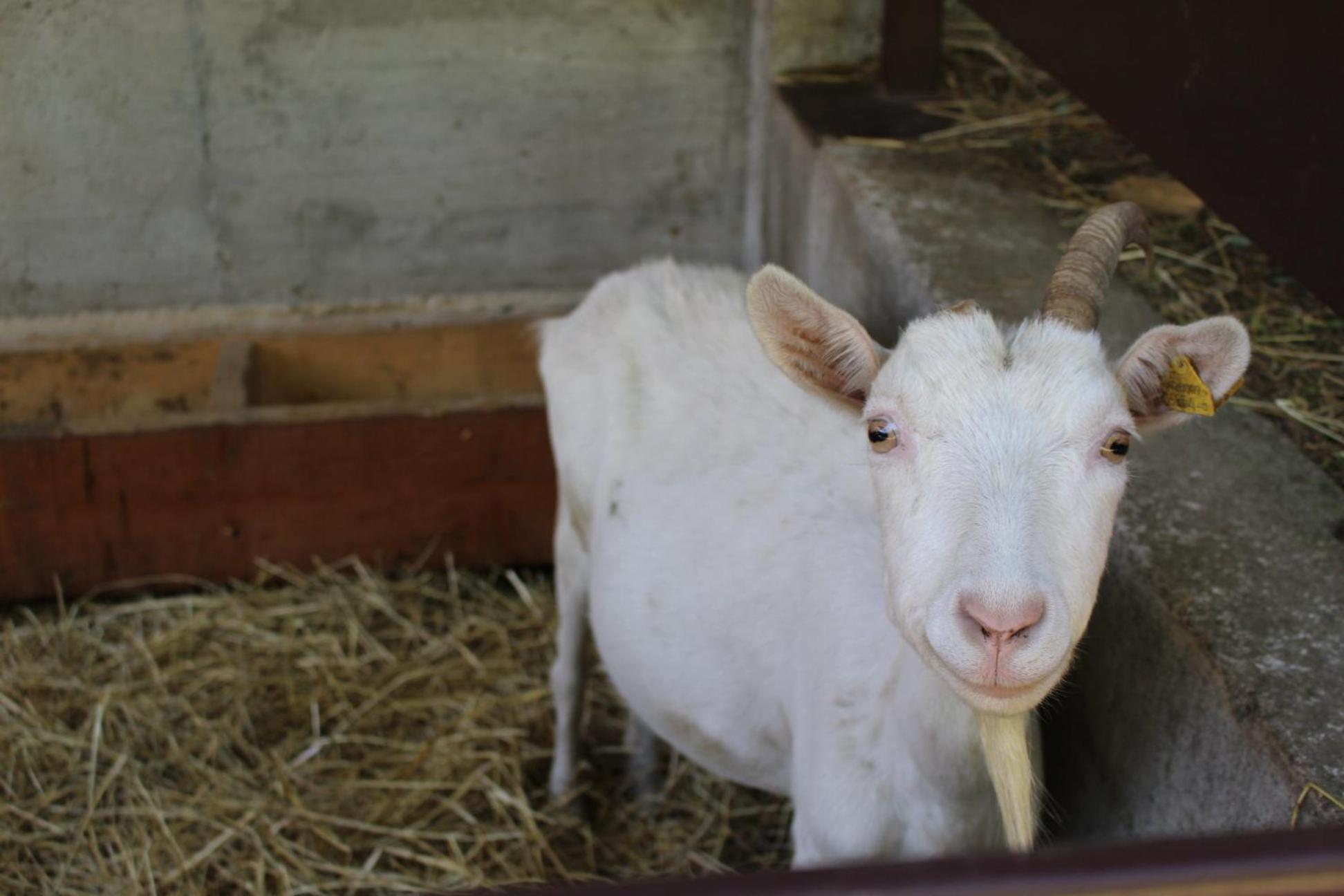 Somma Lombardo Vacations - La Viscontina - Property Image 13