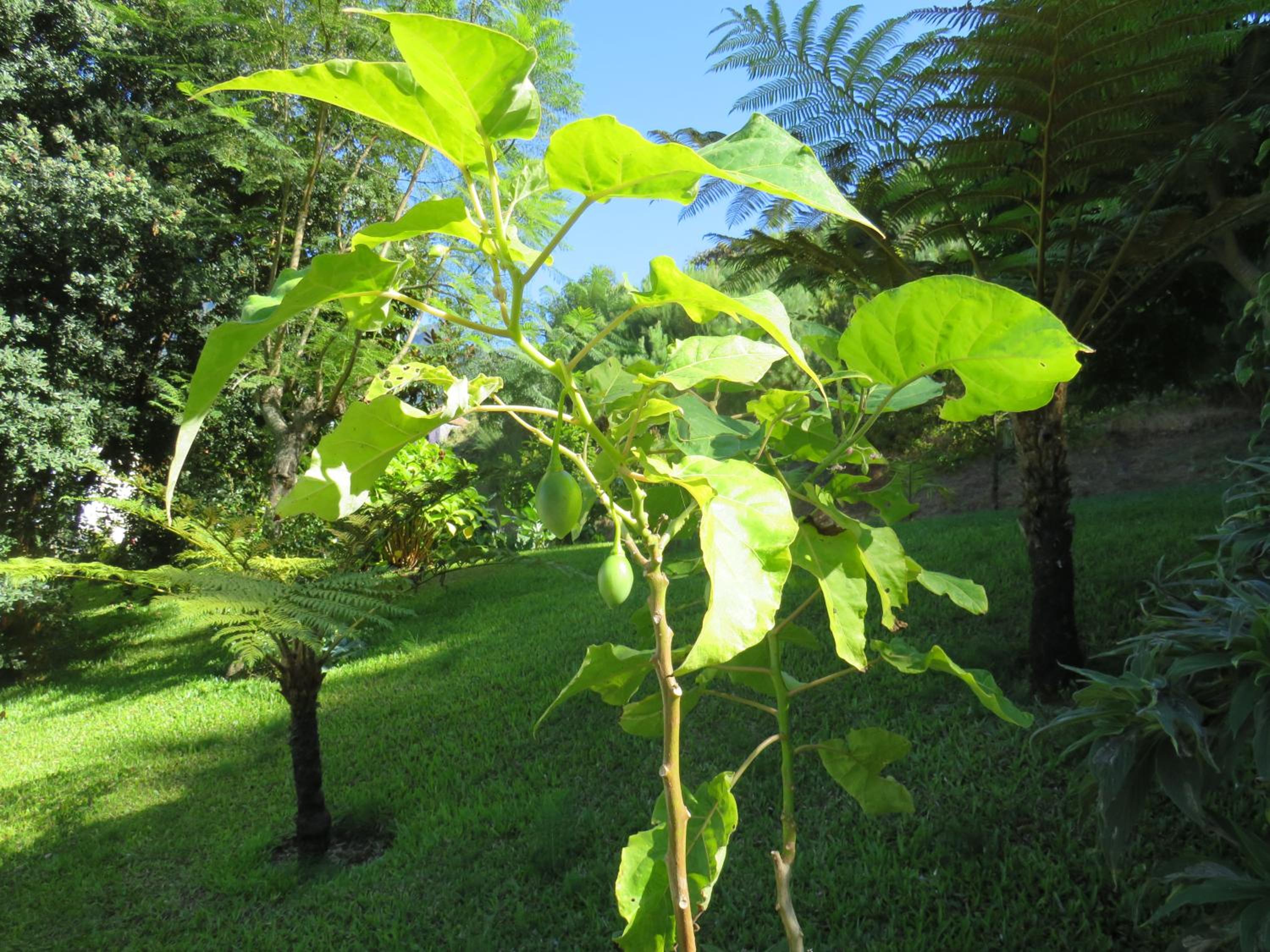 Solar do Carvalho view 5