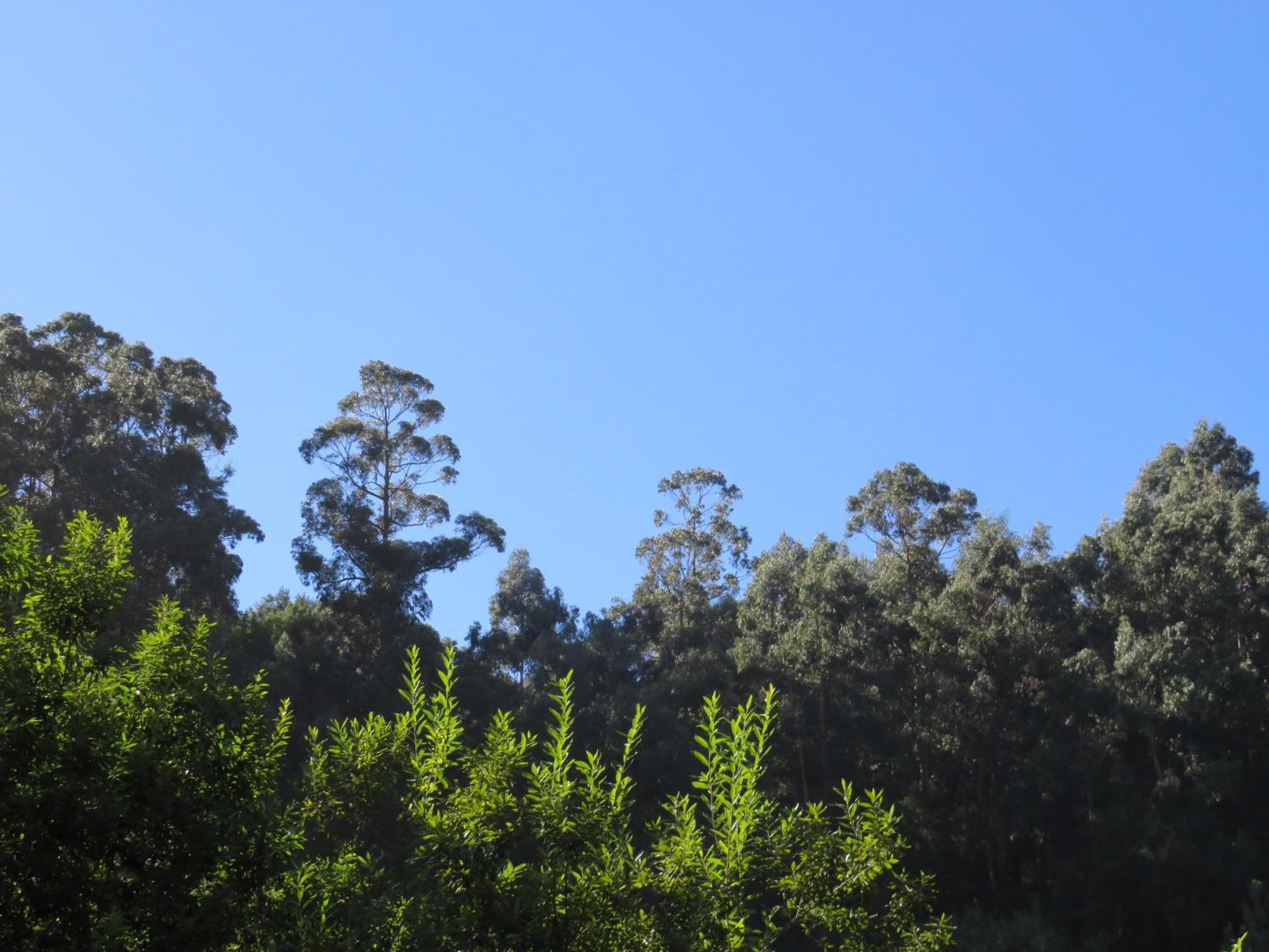 Solar do Carvalho view 2