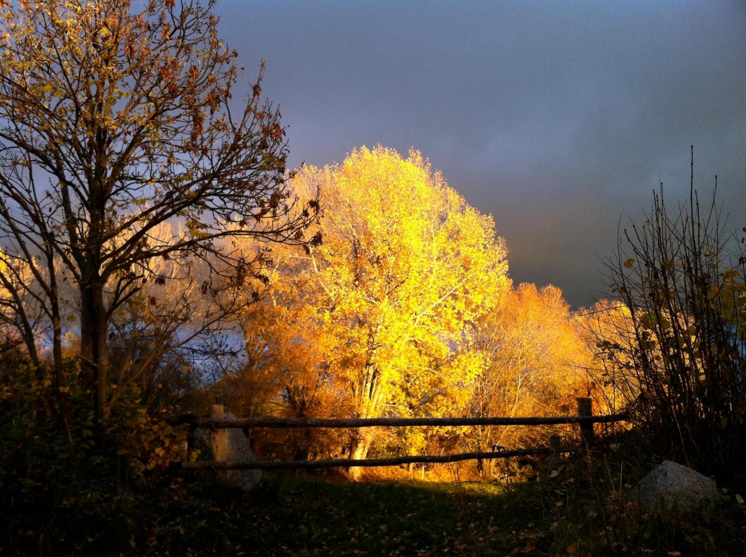 Photo 41