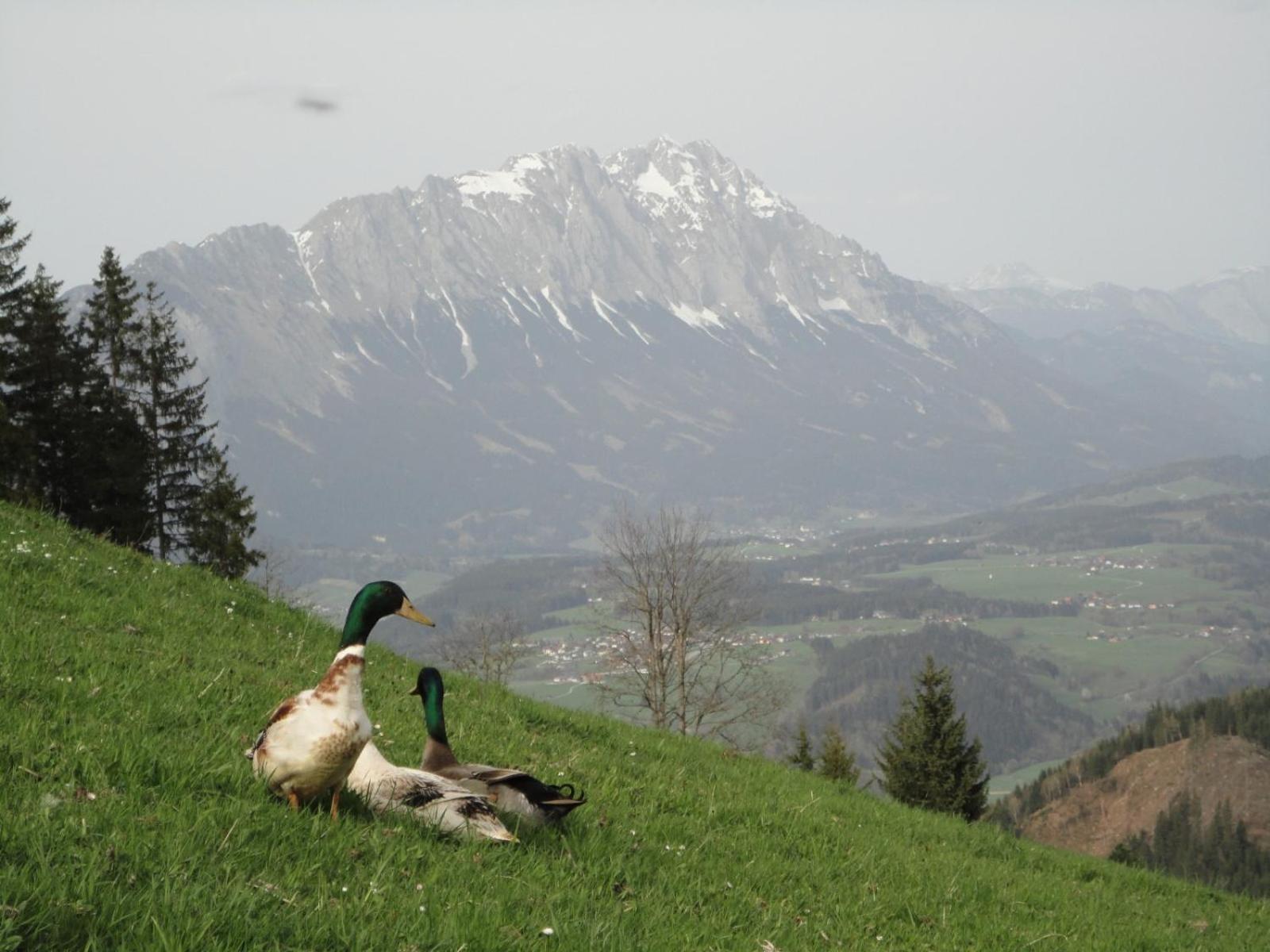 Ferienhaus Bichlhütte