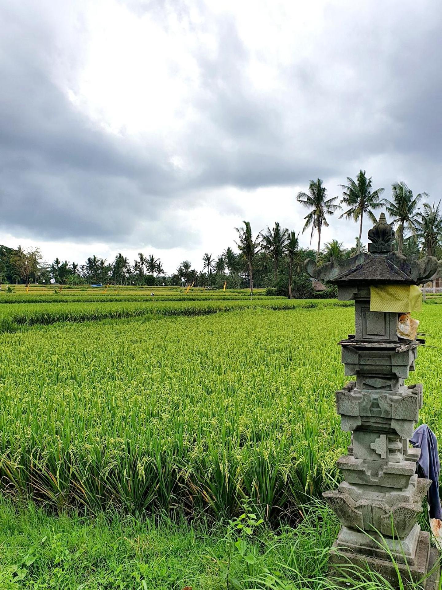 RC ubud villa