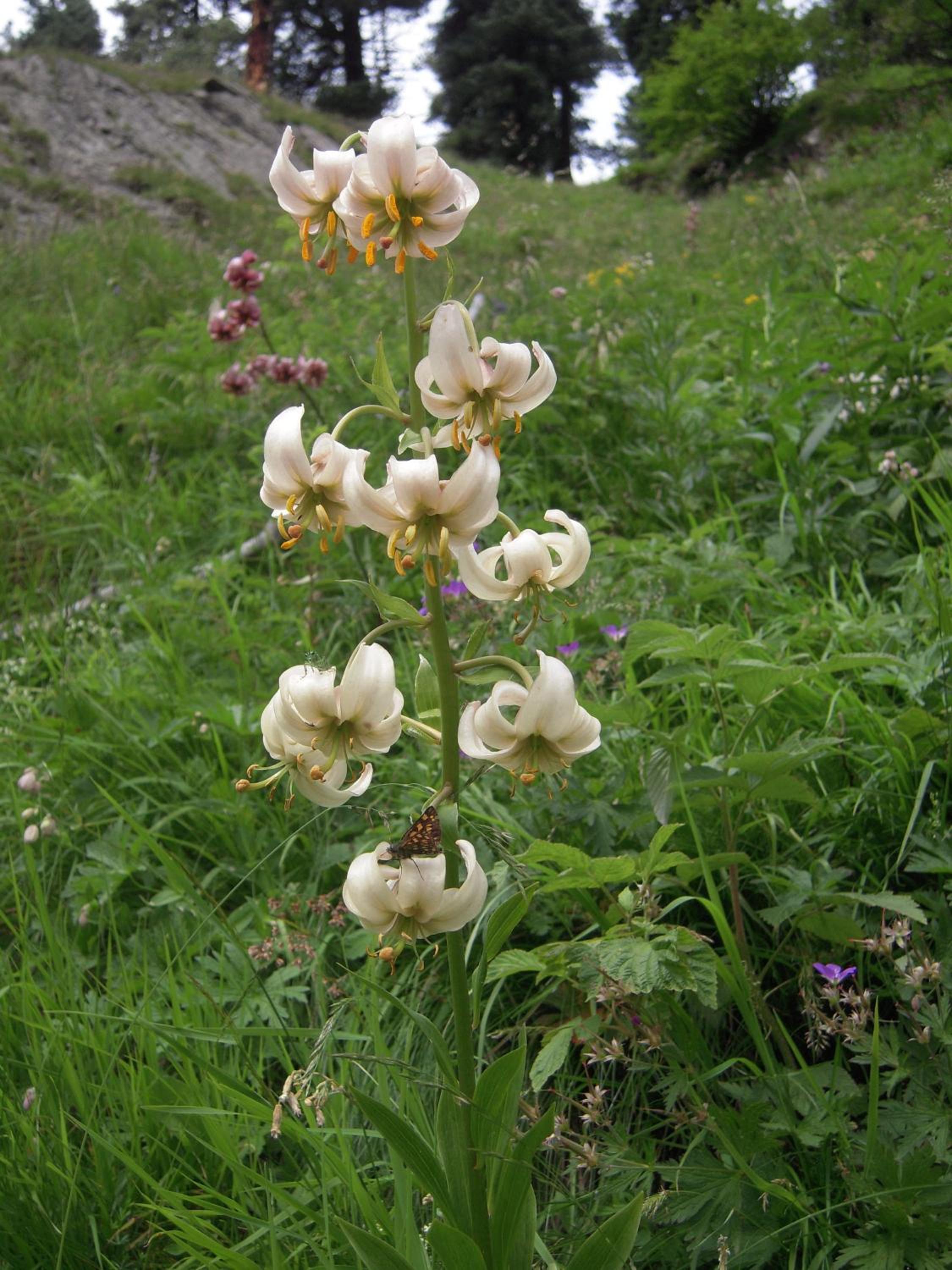 Photo 40