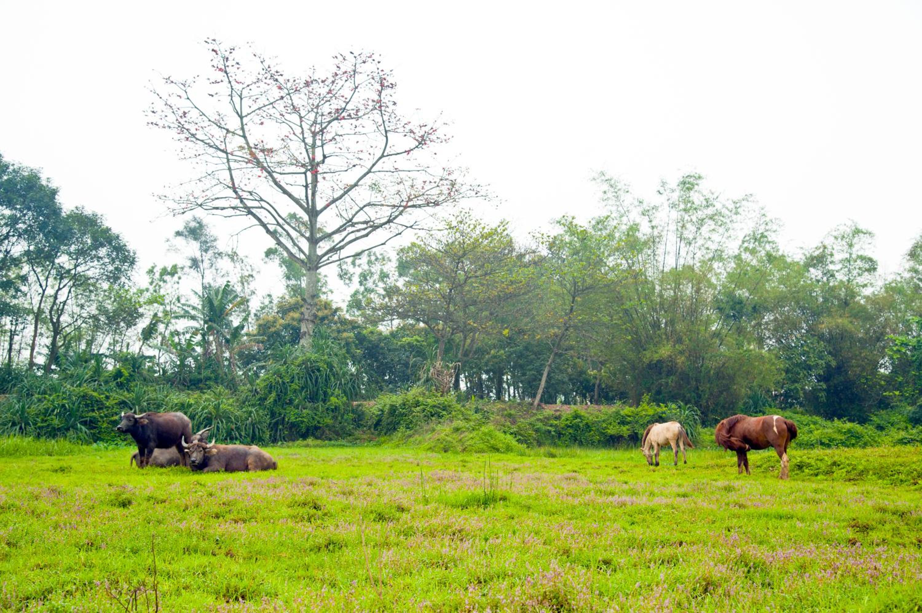 Hoang Giang Homestay