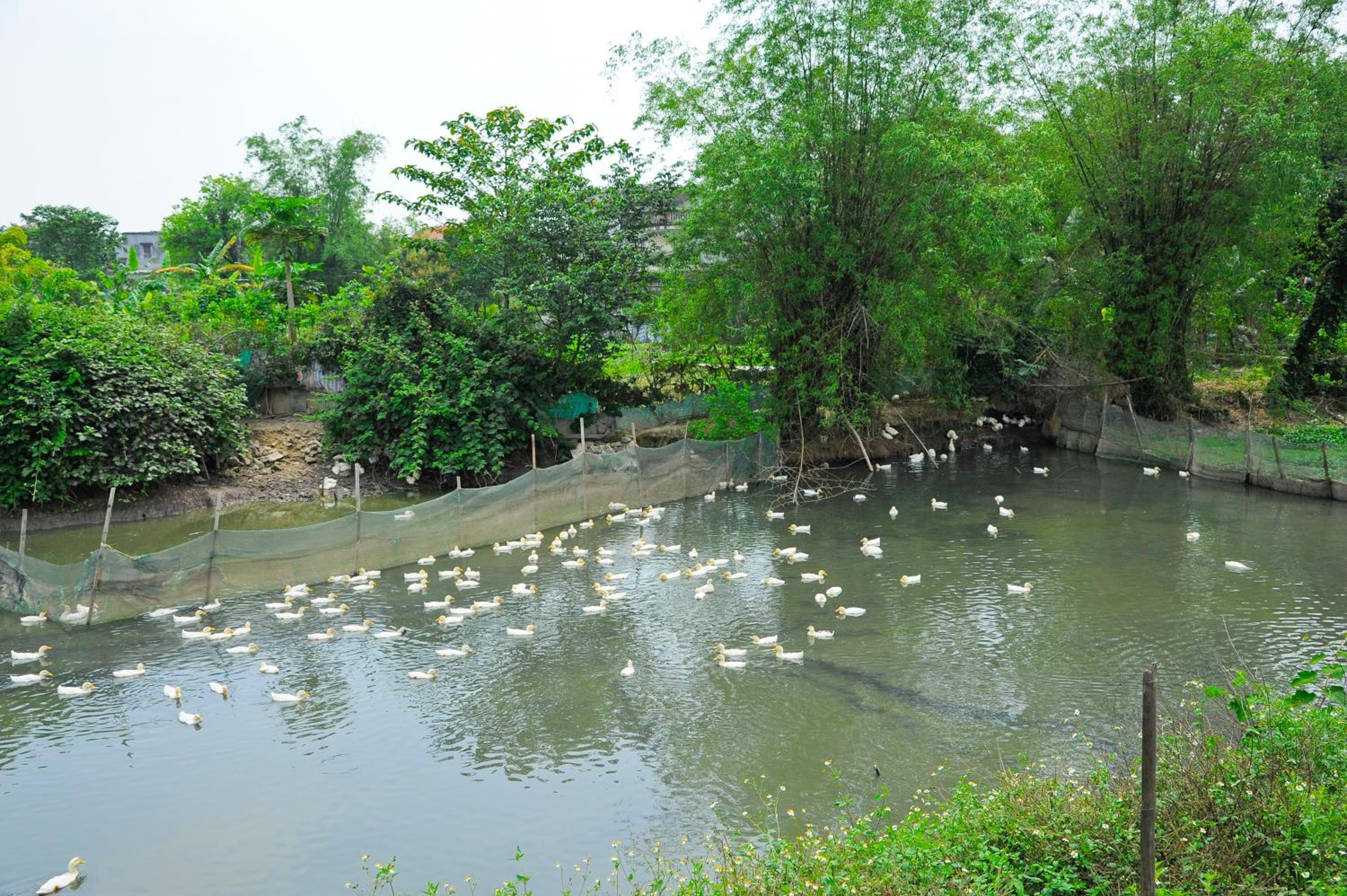 Hoang Giang Homestay