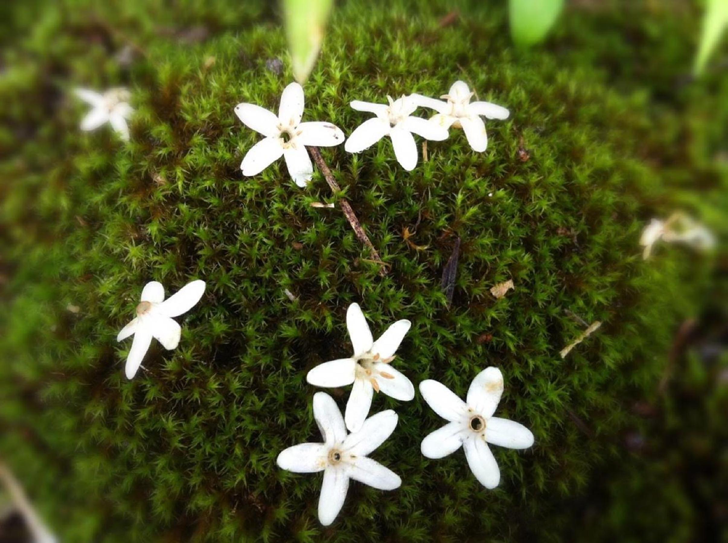 Pension Wildflowers