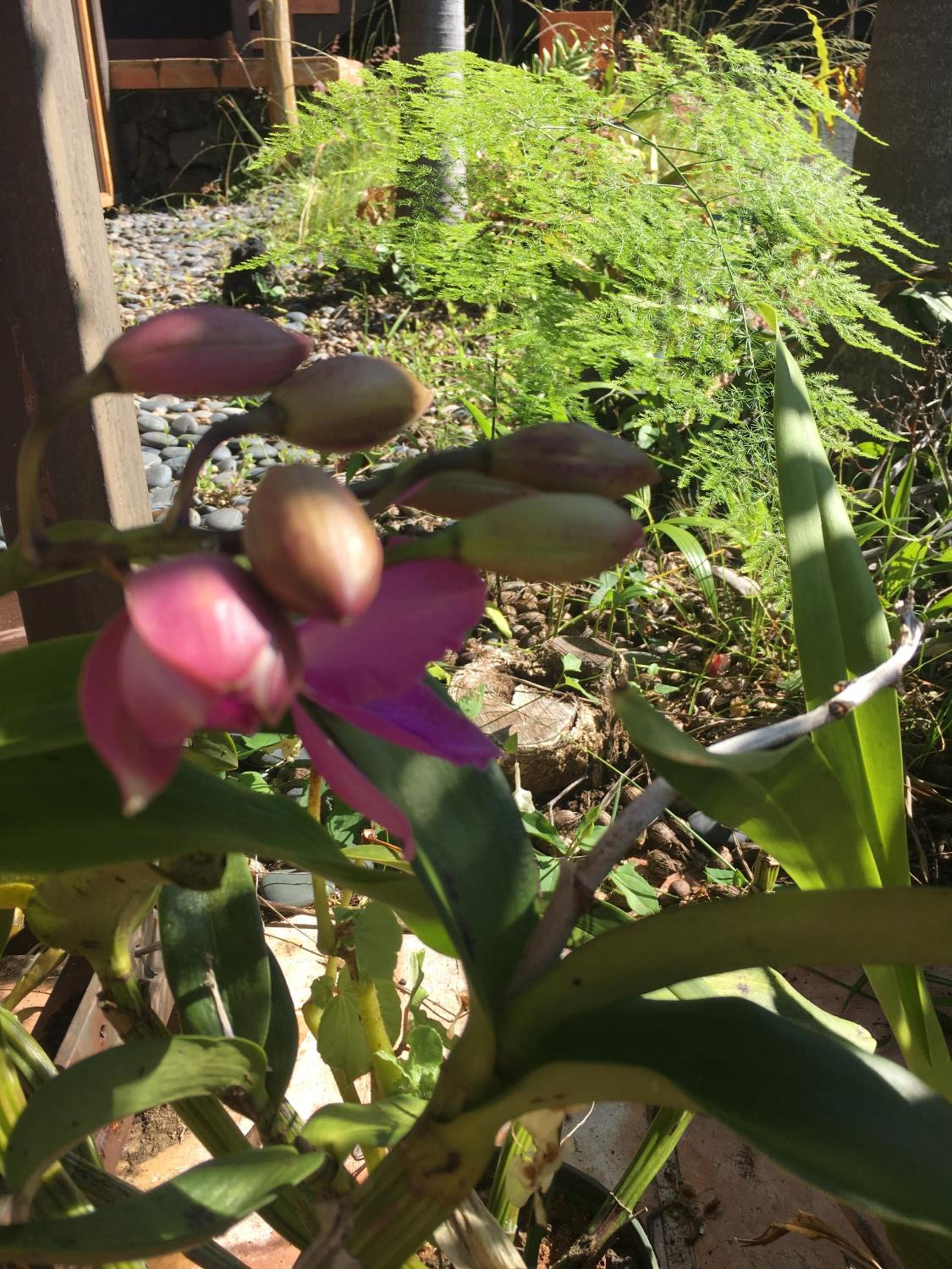 Holualoa bungalows view 5