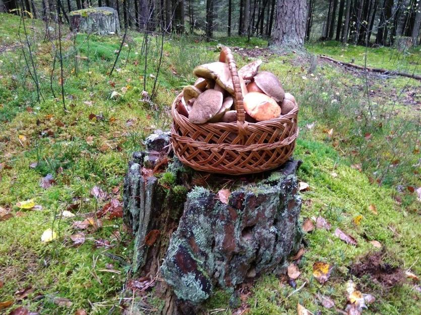 Agroturystyka Pod Świerkami view 4