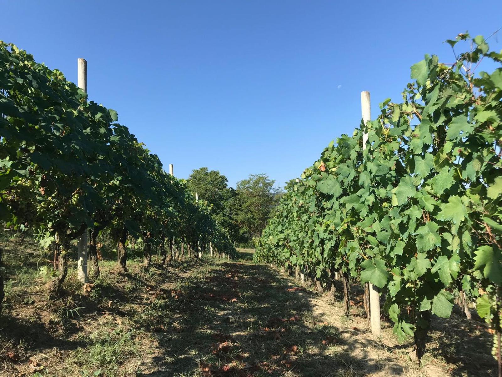 Agriturismo Poderi Zunino