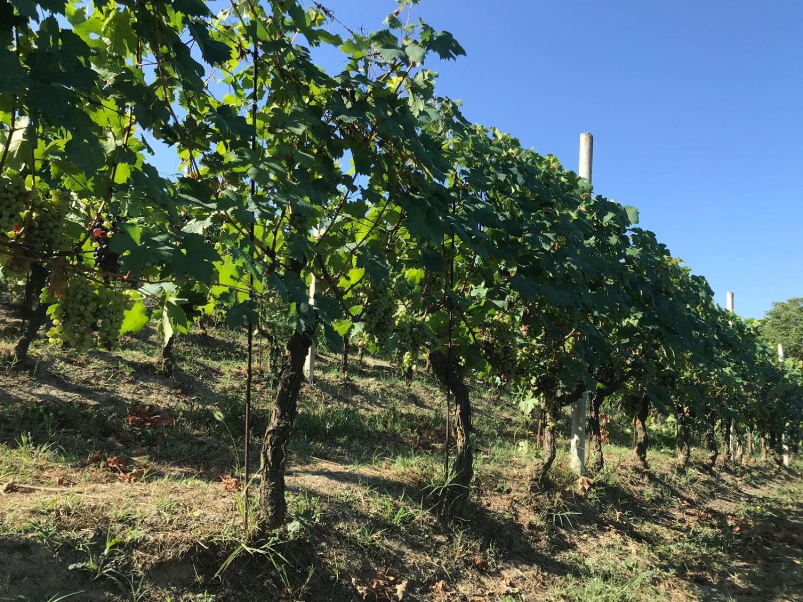 Agriturismo Poderi Zunino