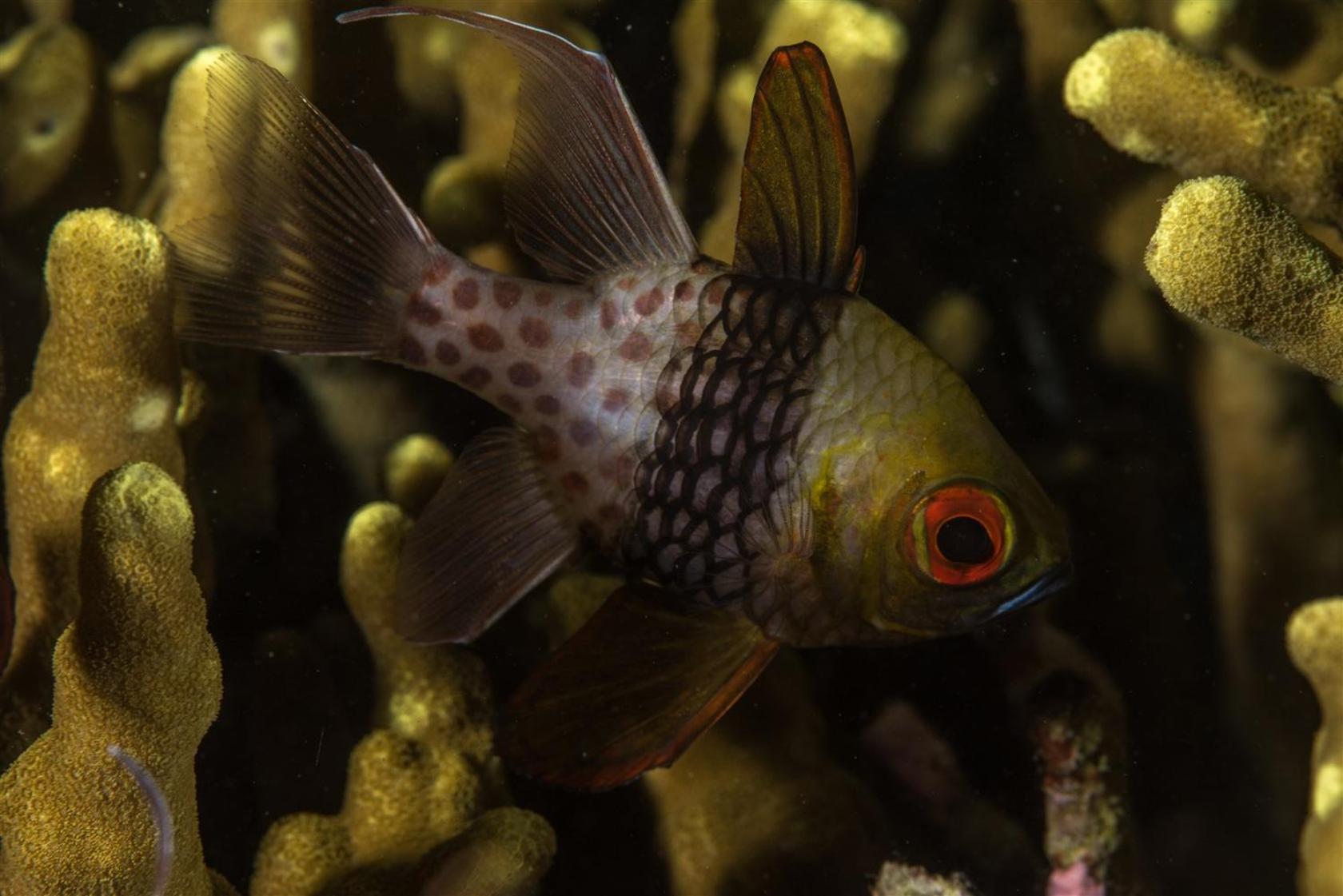 Hotel Pondok Sari Beach & SPA Resort