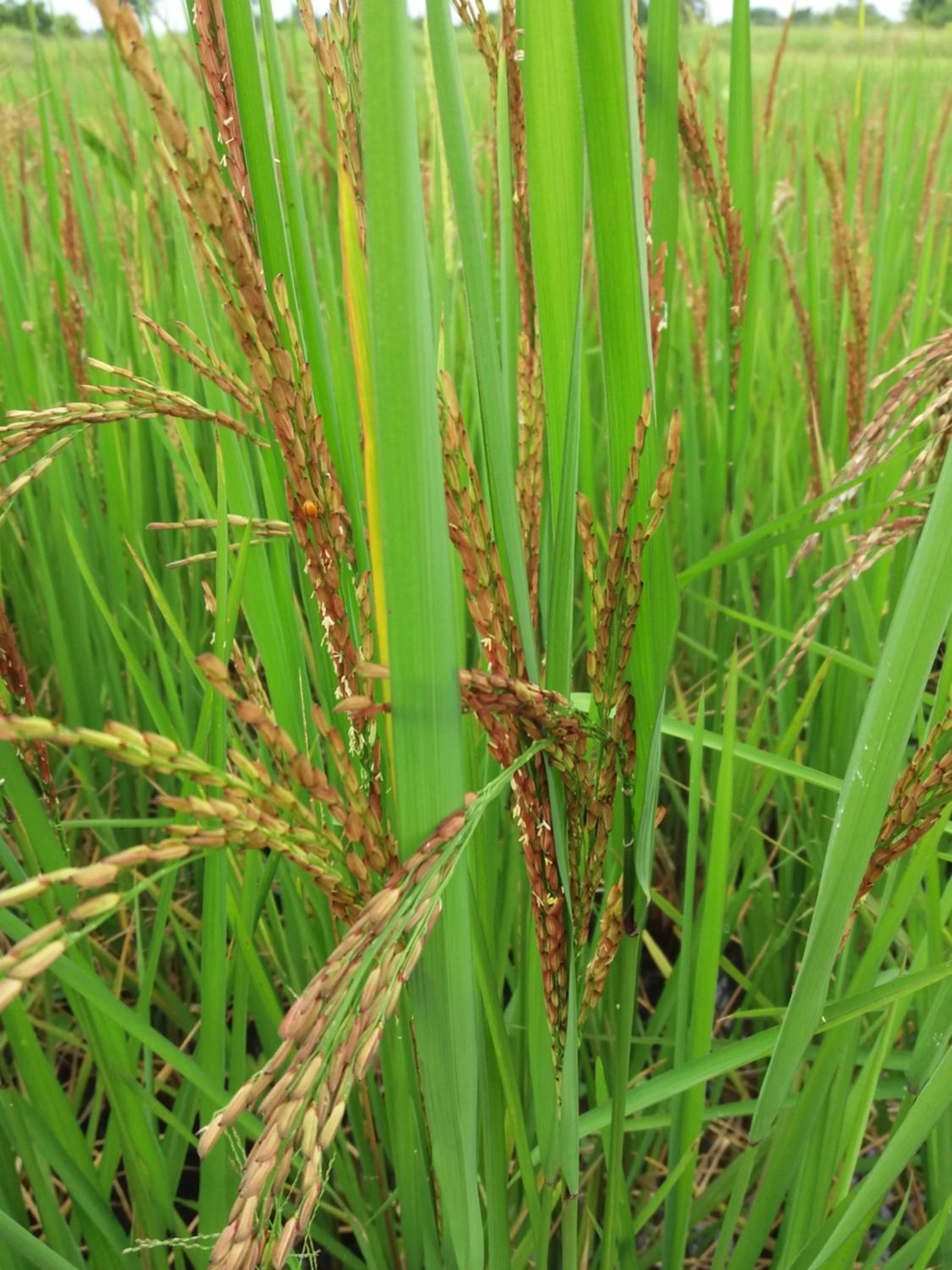 other