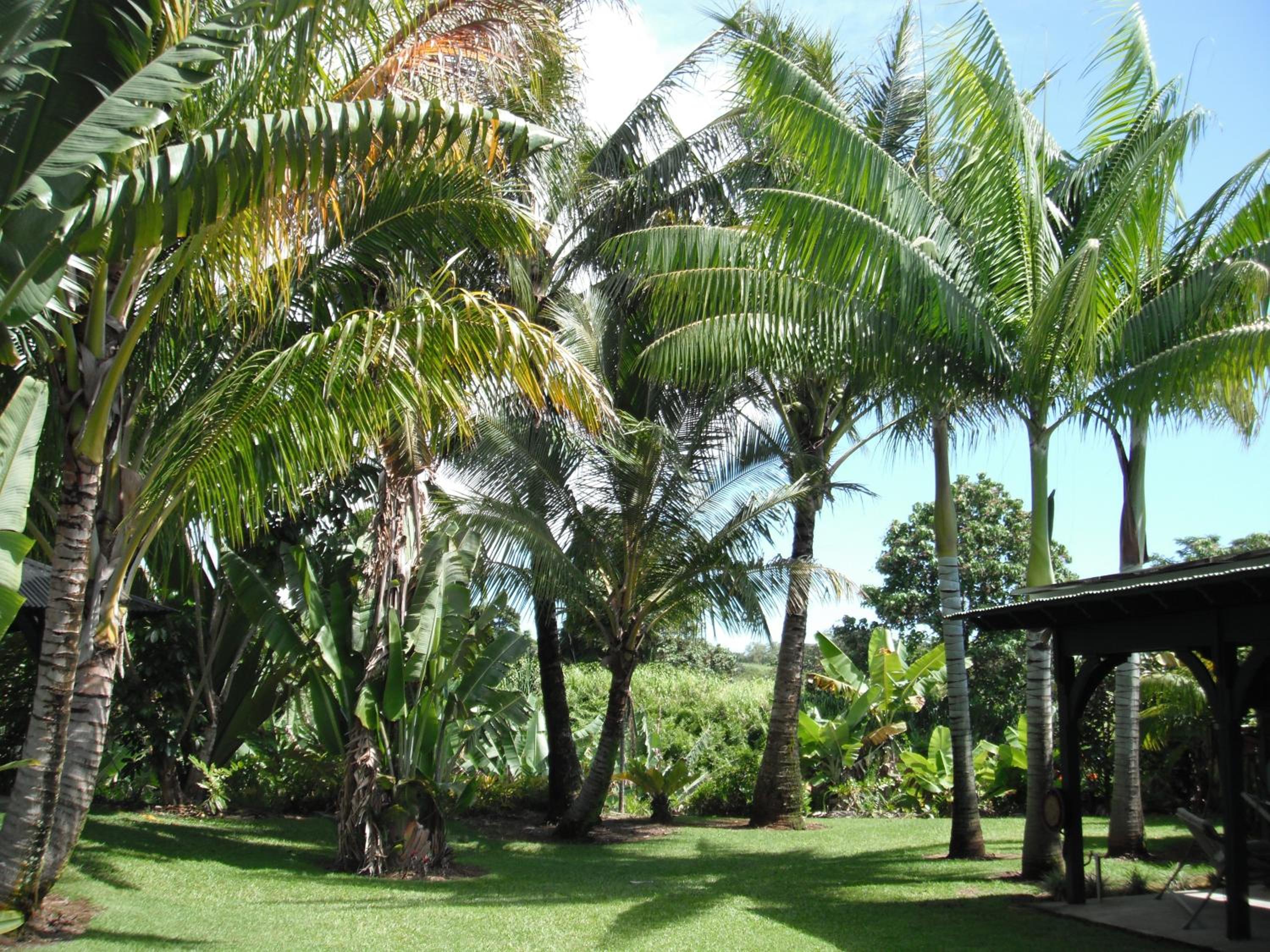 Island Goode's - Luxury Adult Only Accommodation near Hilo