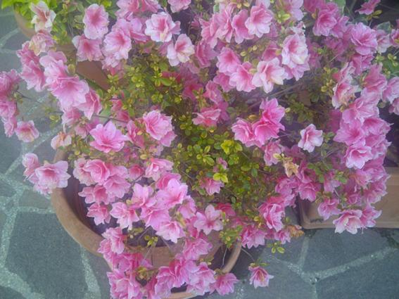 Photo 77