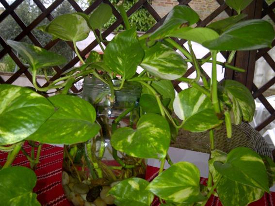 Photo 51