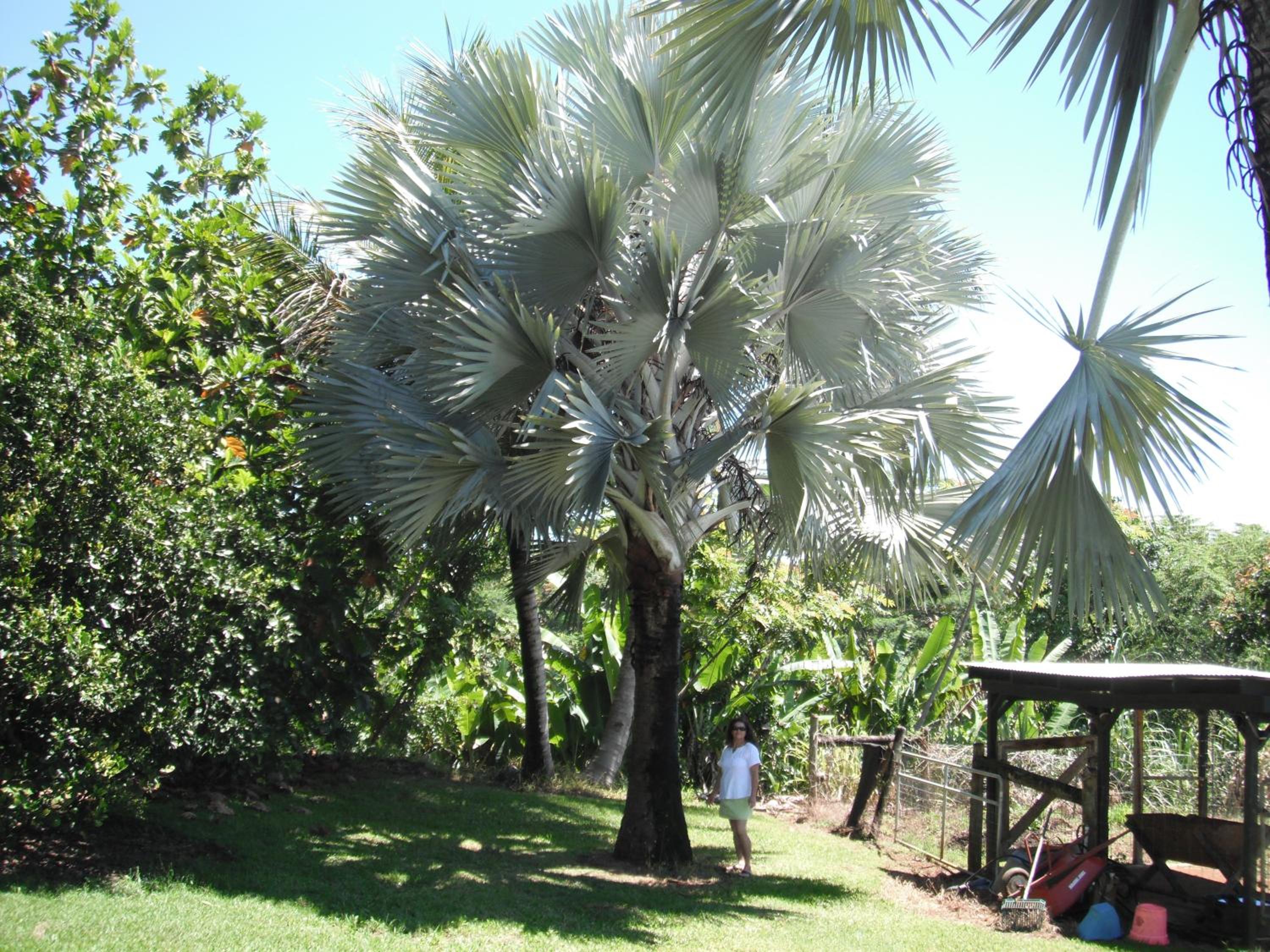 Island Goode's - Luxury Adult Only Accommodation near Hilo