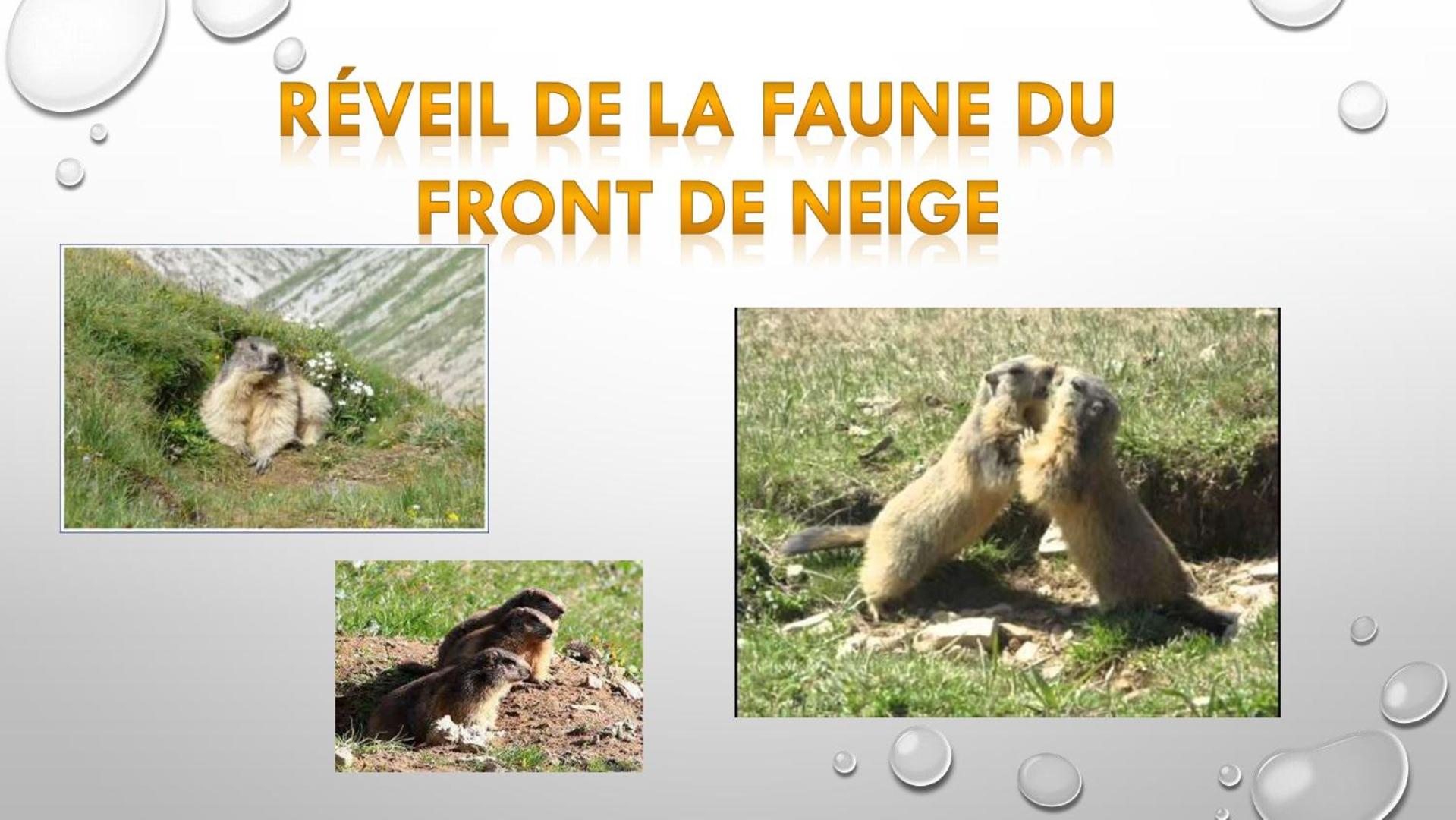 Les Blanches Provençales