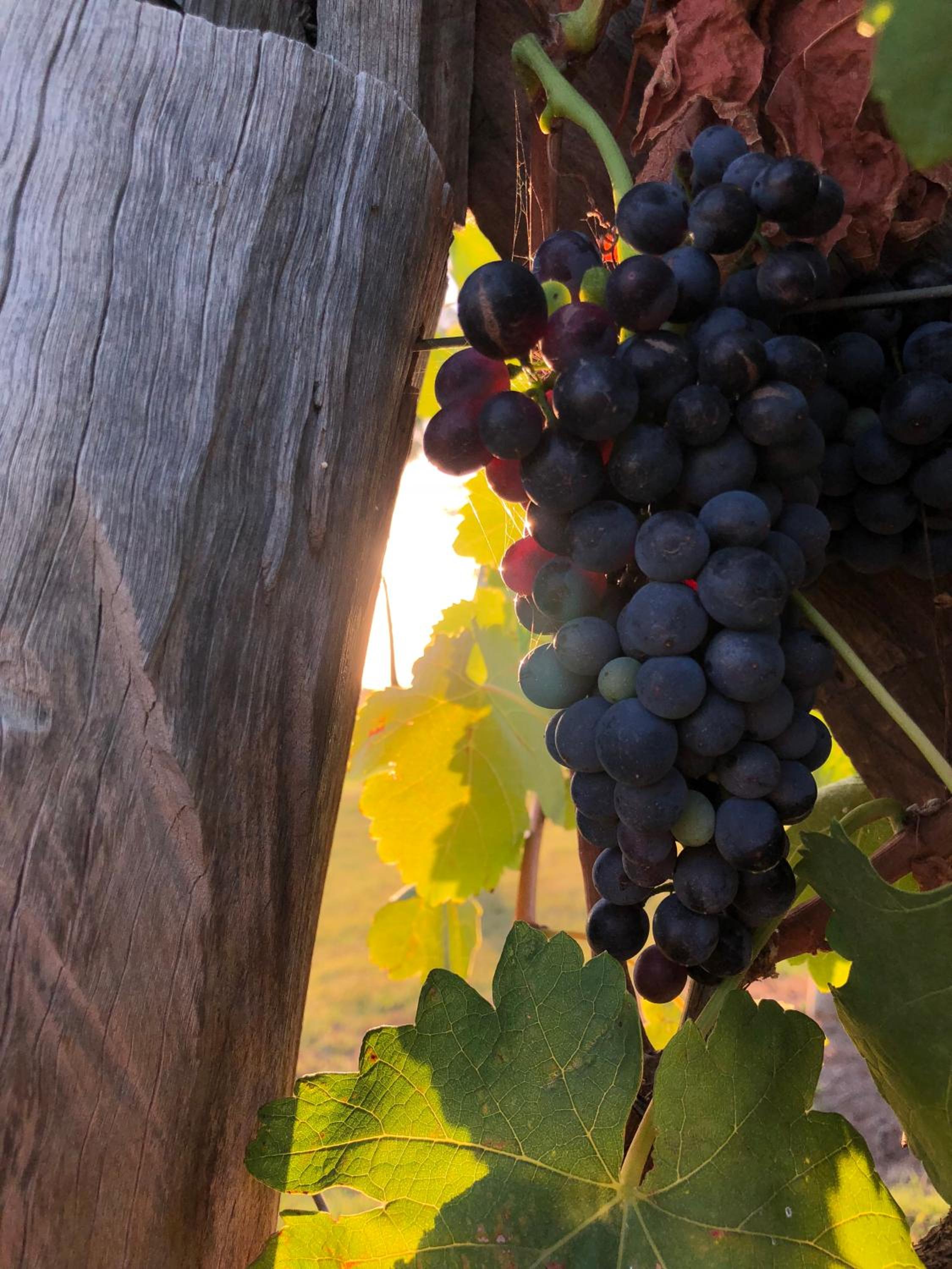 Emma's Cottage Vineyard