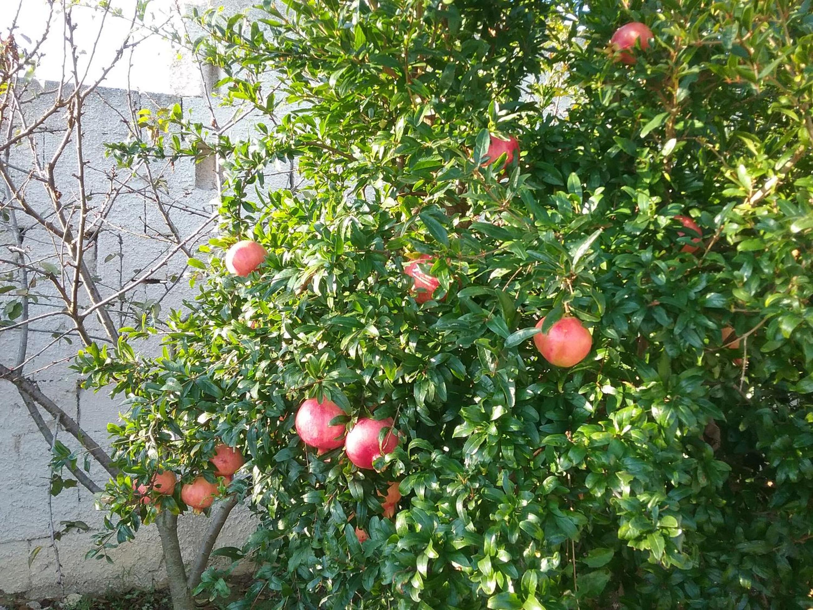 Photo 60