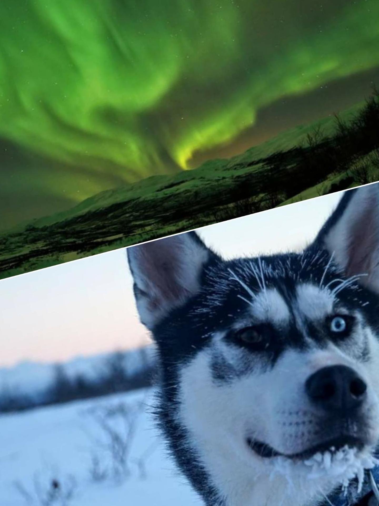 Abisko net Hostel & Huskies view 4