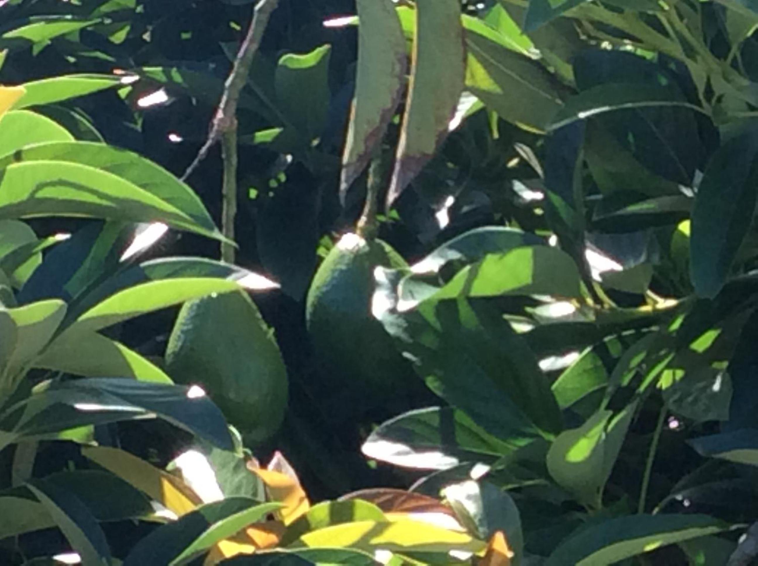 Photo 6
