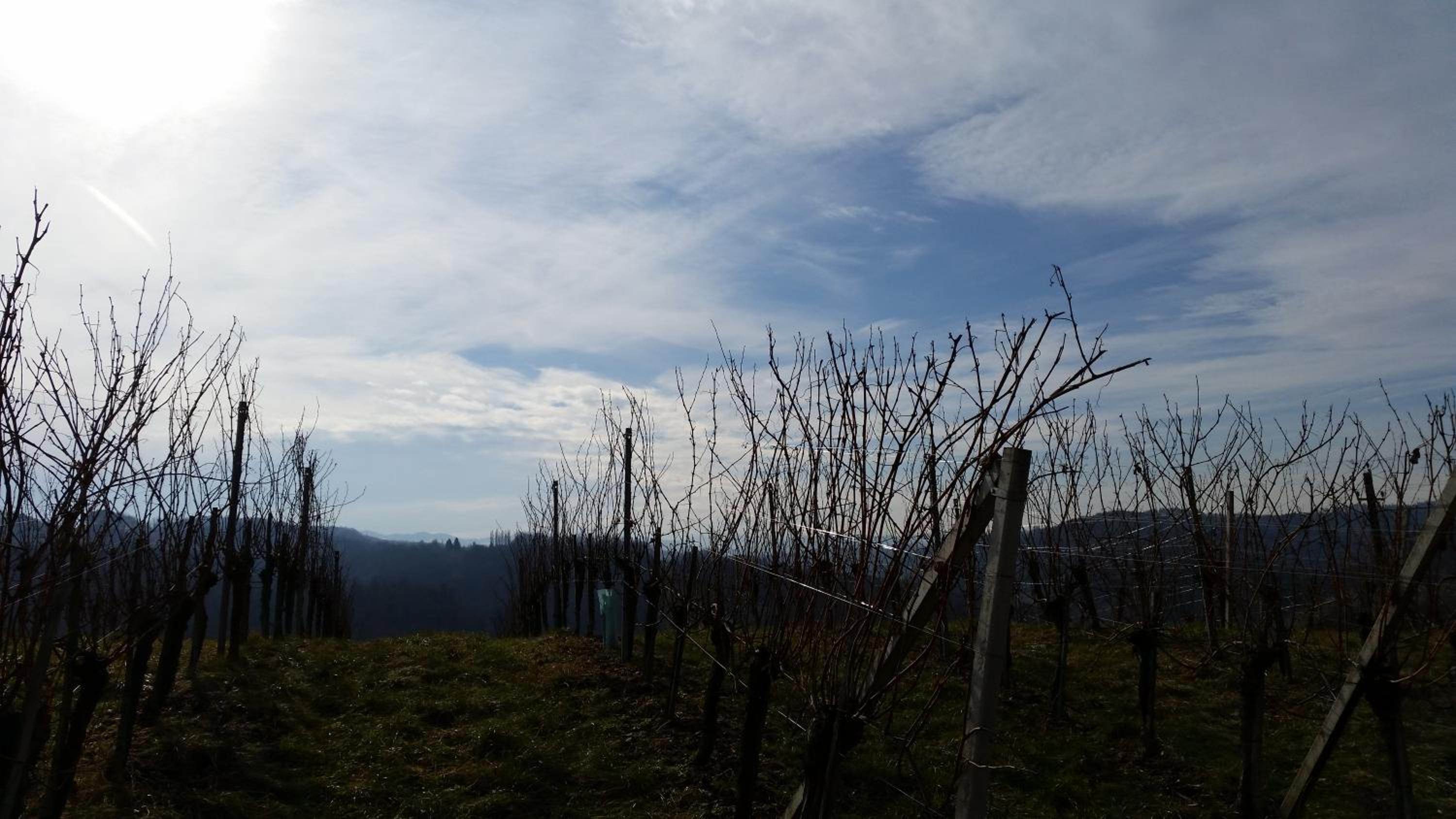Weingut-Gästezimmer Pongratz
