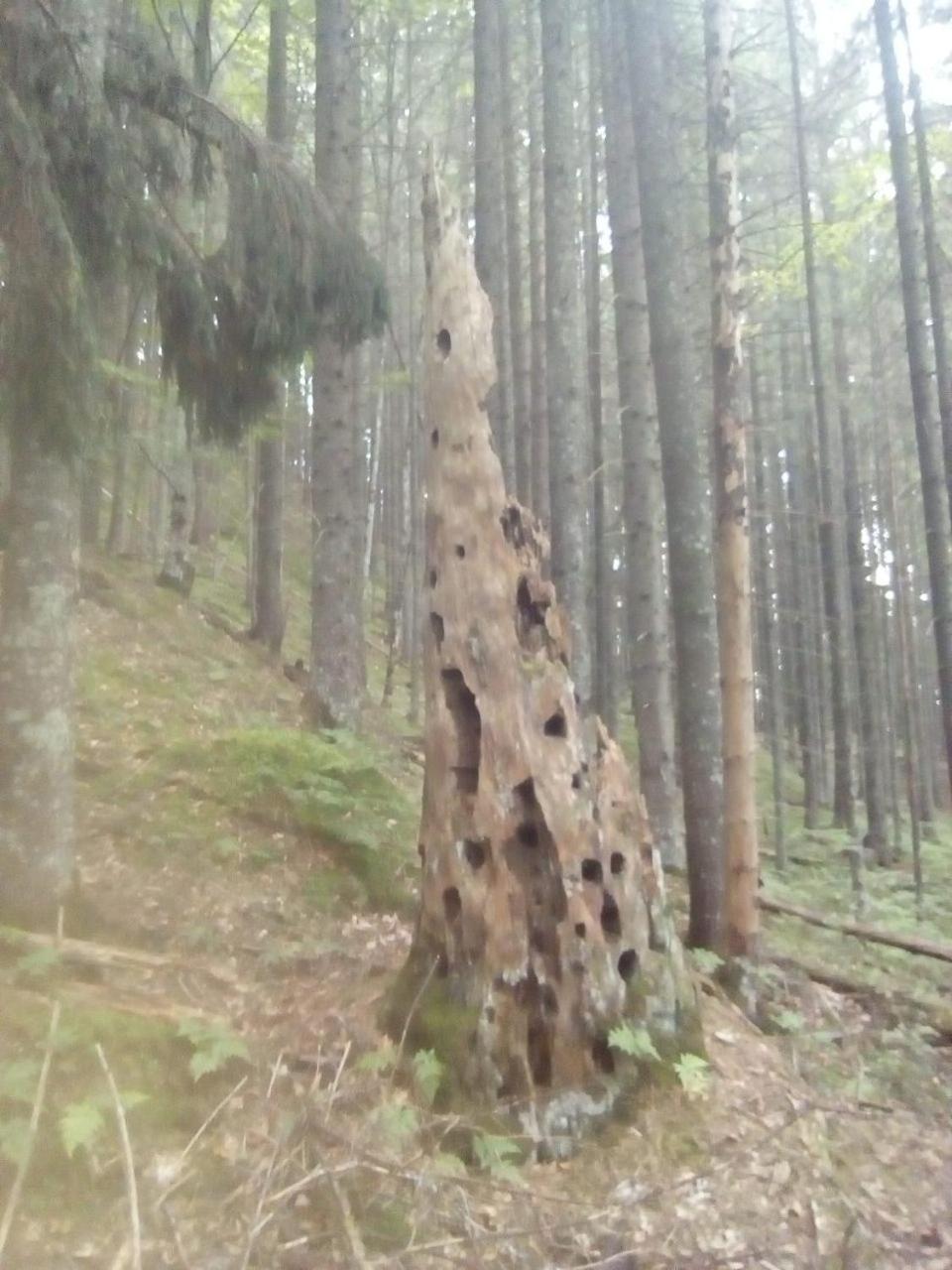 Photo 51