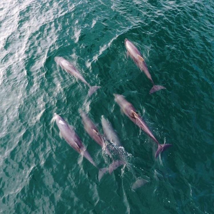 Dolphin Bay Hideaway