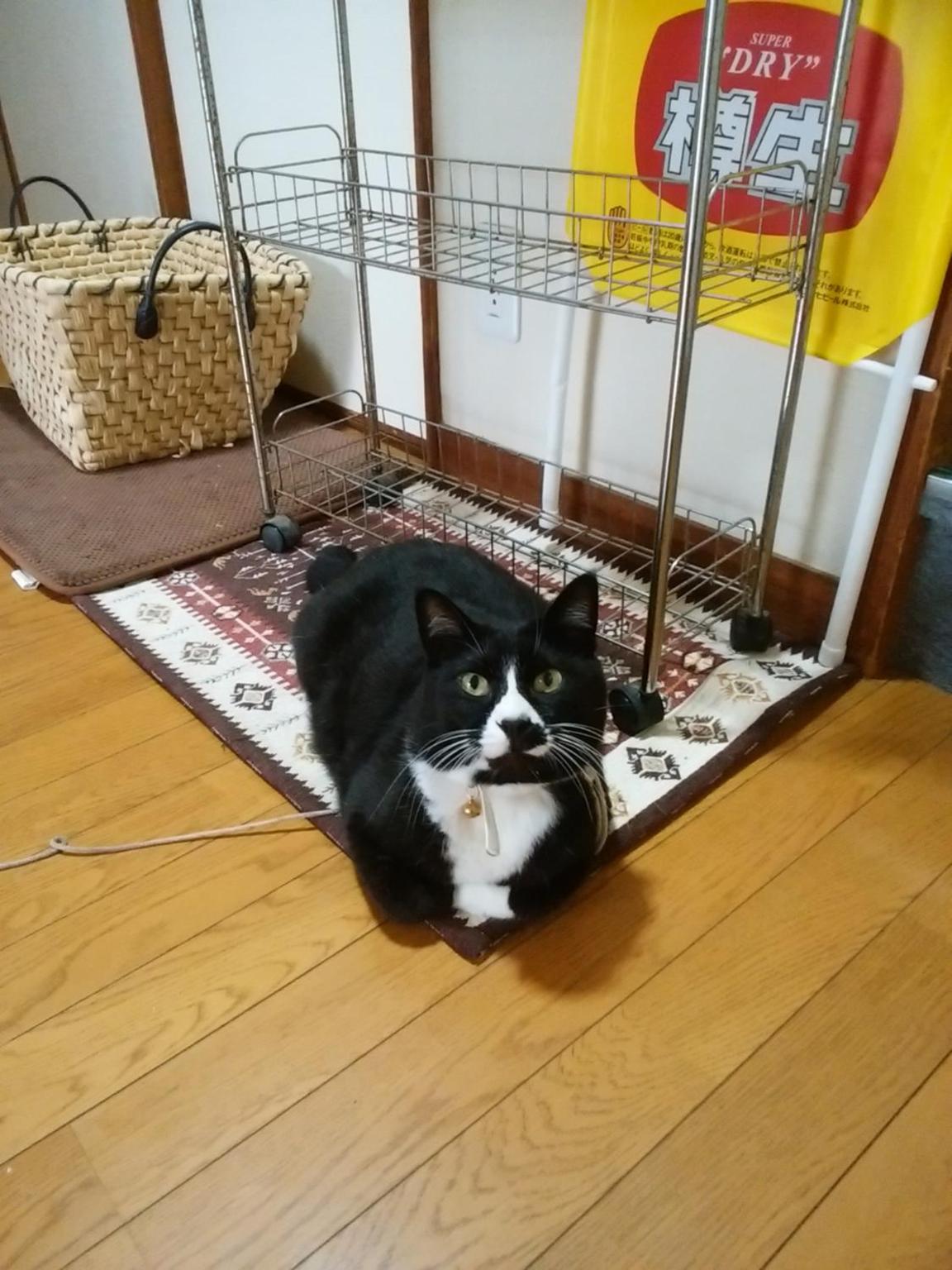 Minshuku Osaki