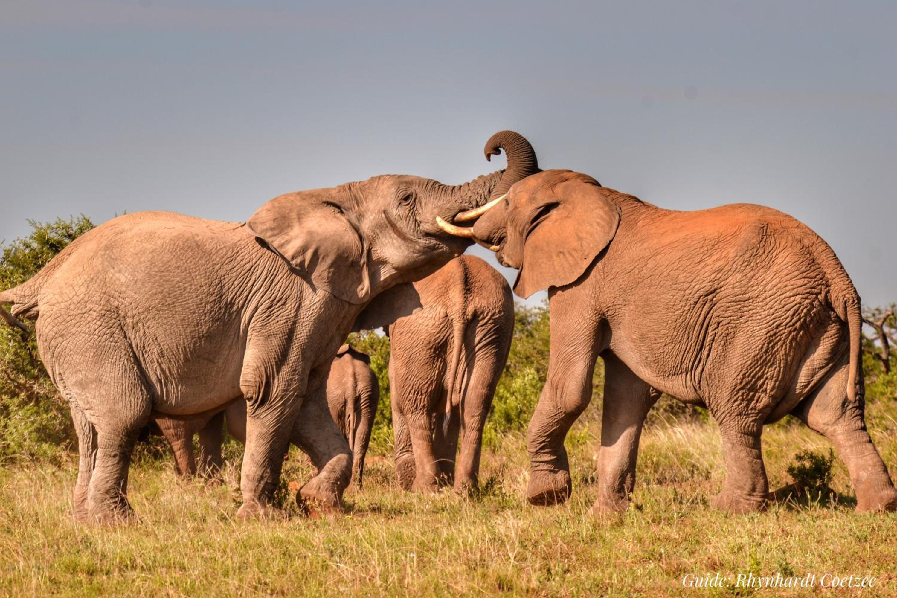 Addo Elephant Safari Lodge - Bellevue Forest Reserve