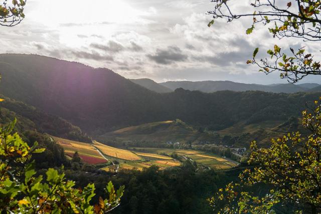 Ferienwohnung am Weinberg - Altenahr / Ahrtal