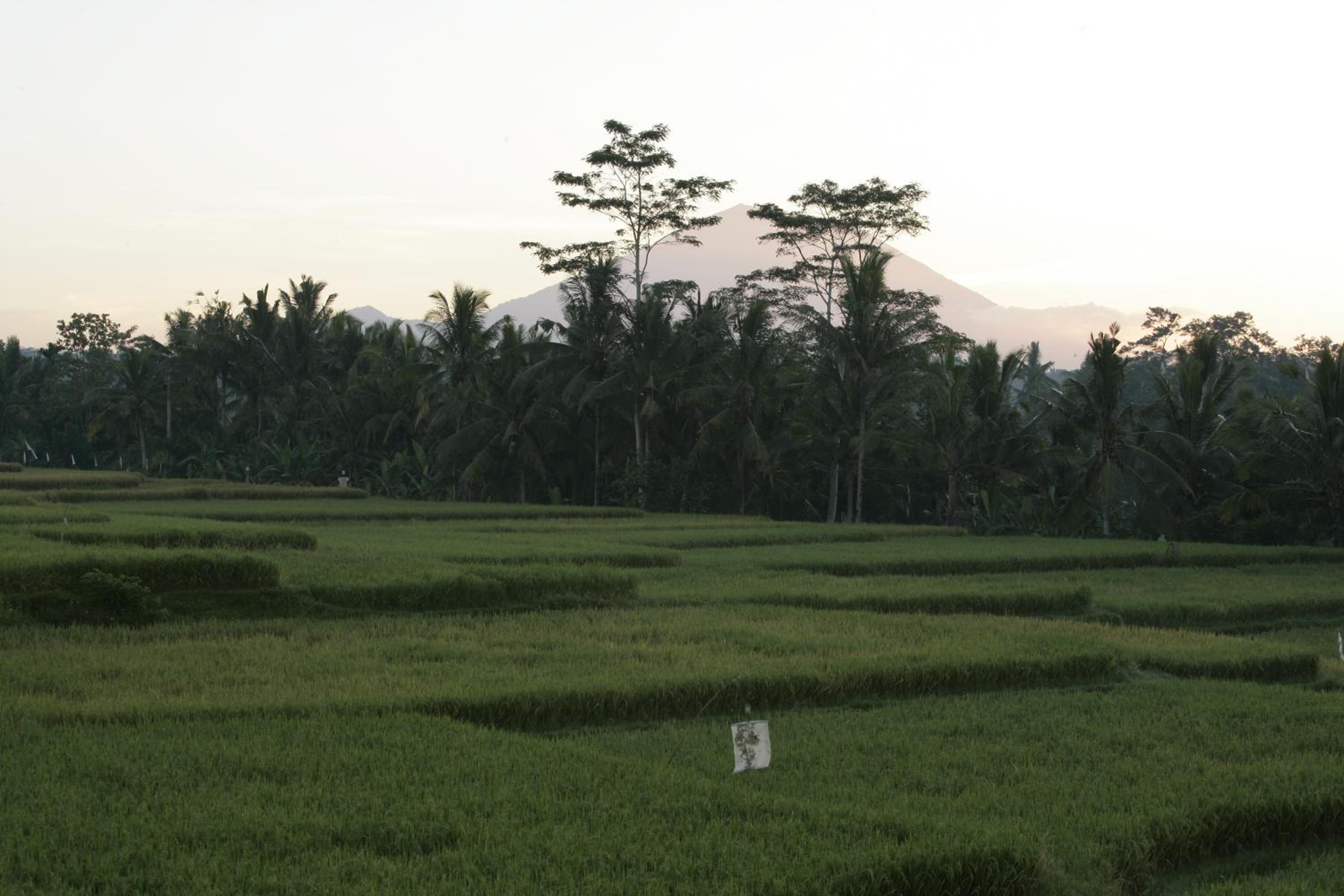 Viceroy Bali