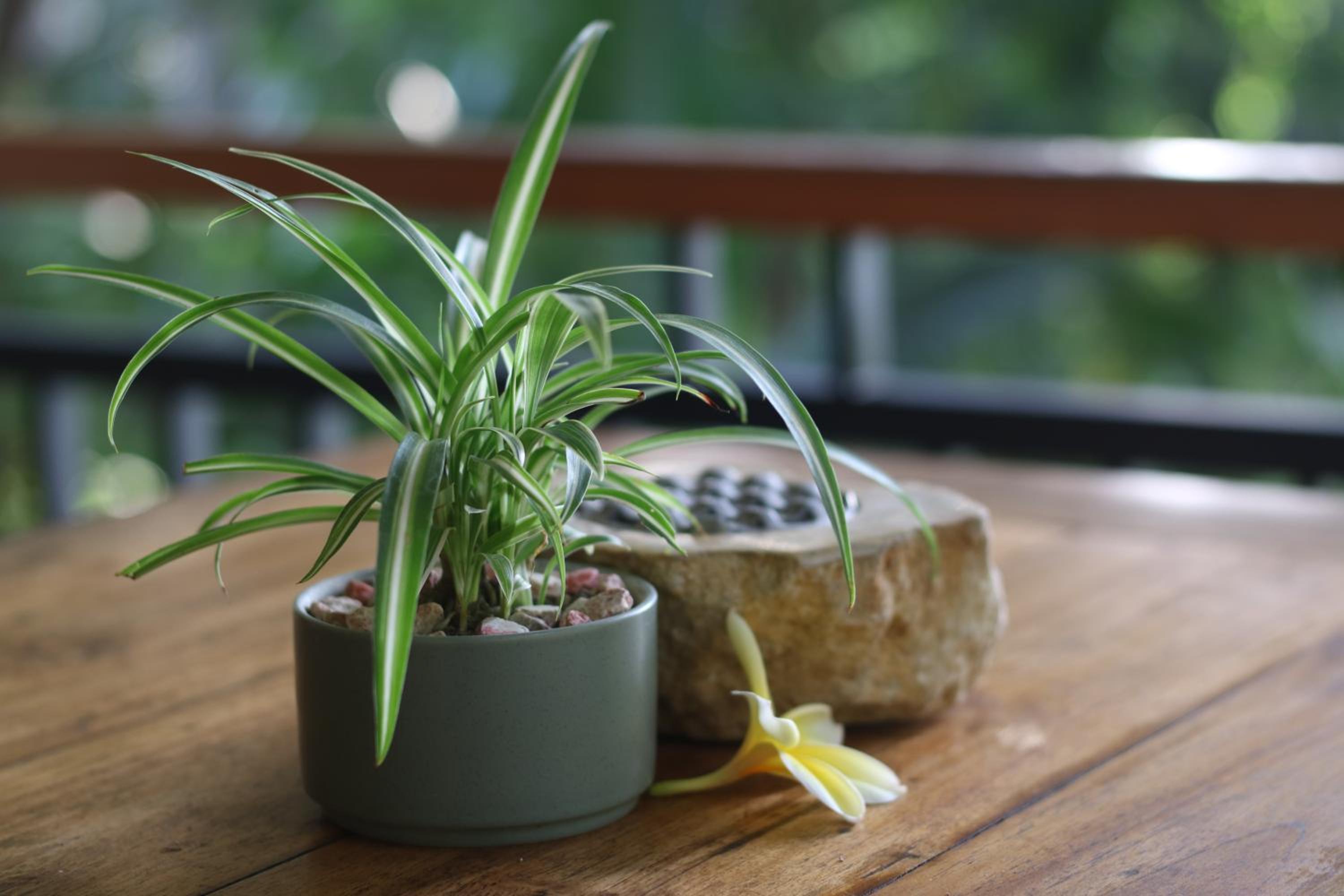Villa Capung Mas Ubud