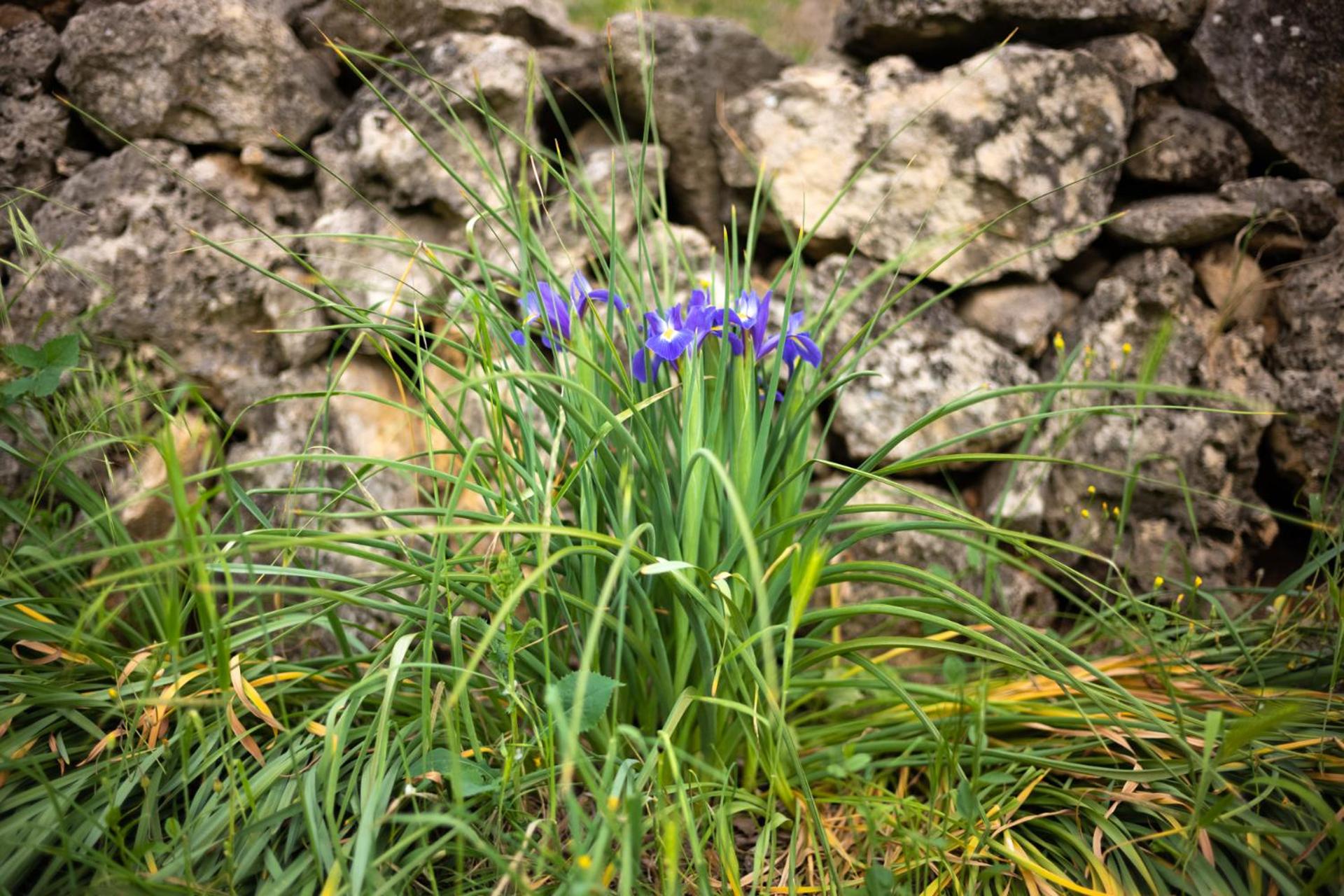 Agriturismo Sommavalle view 4